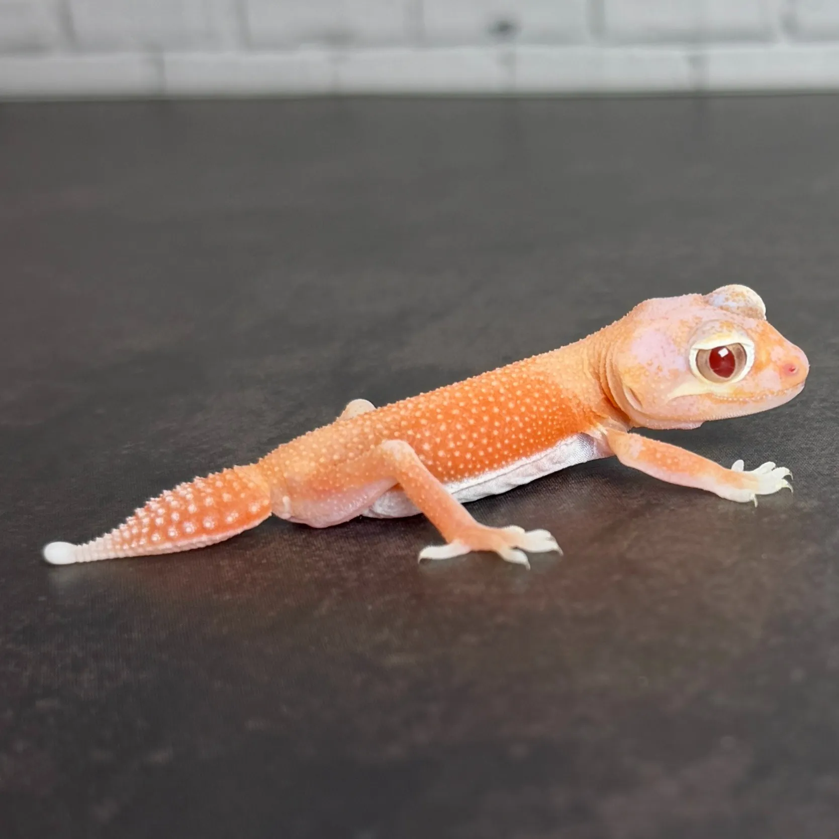 ナメハダタマオヤモリ アルビノパターンレス