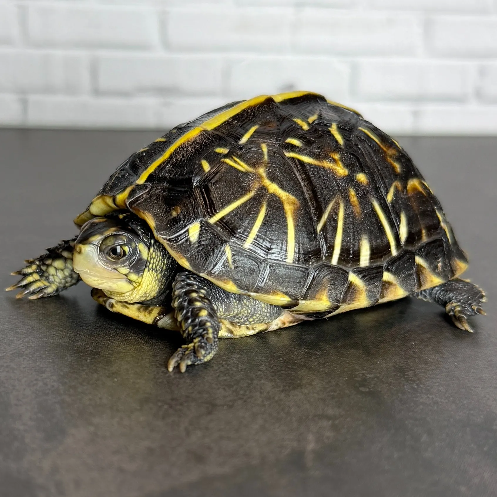 フロリダハコガメ