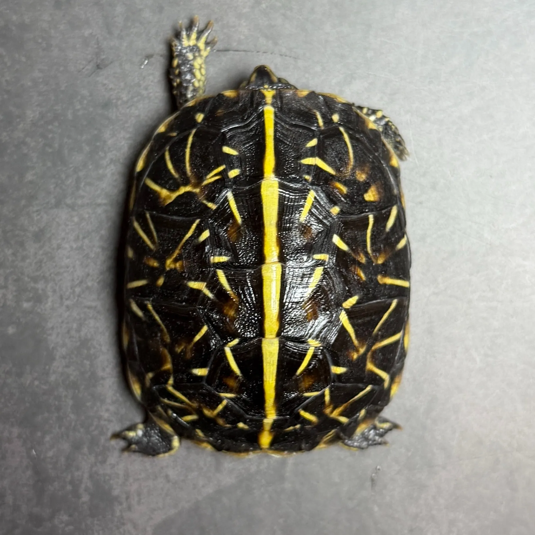 フロリダハコガメ