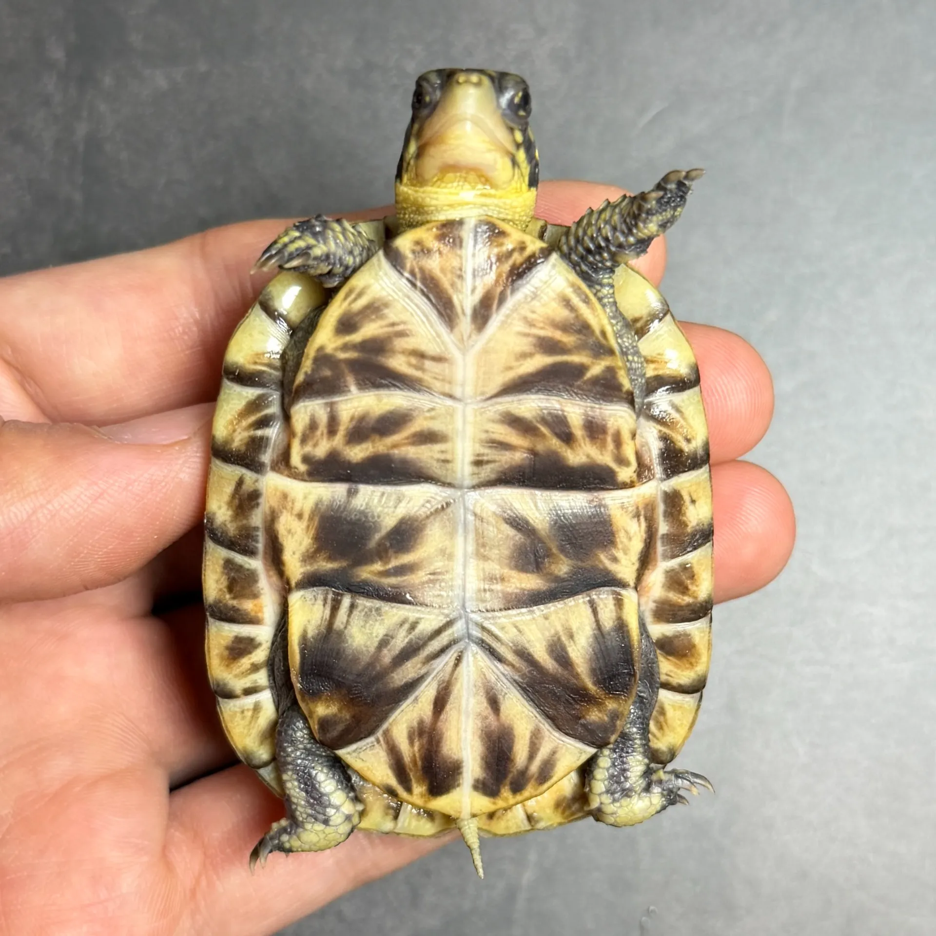 フロリダハコガメ