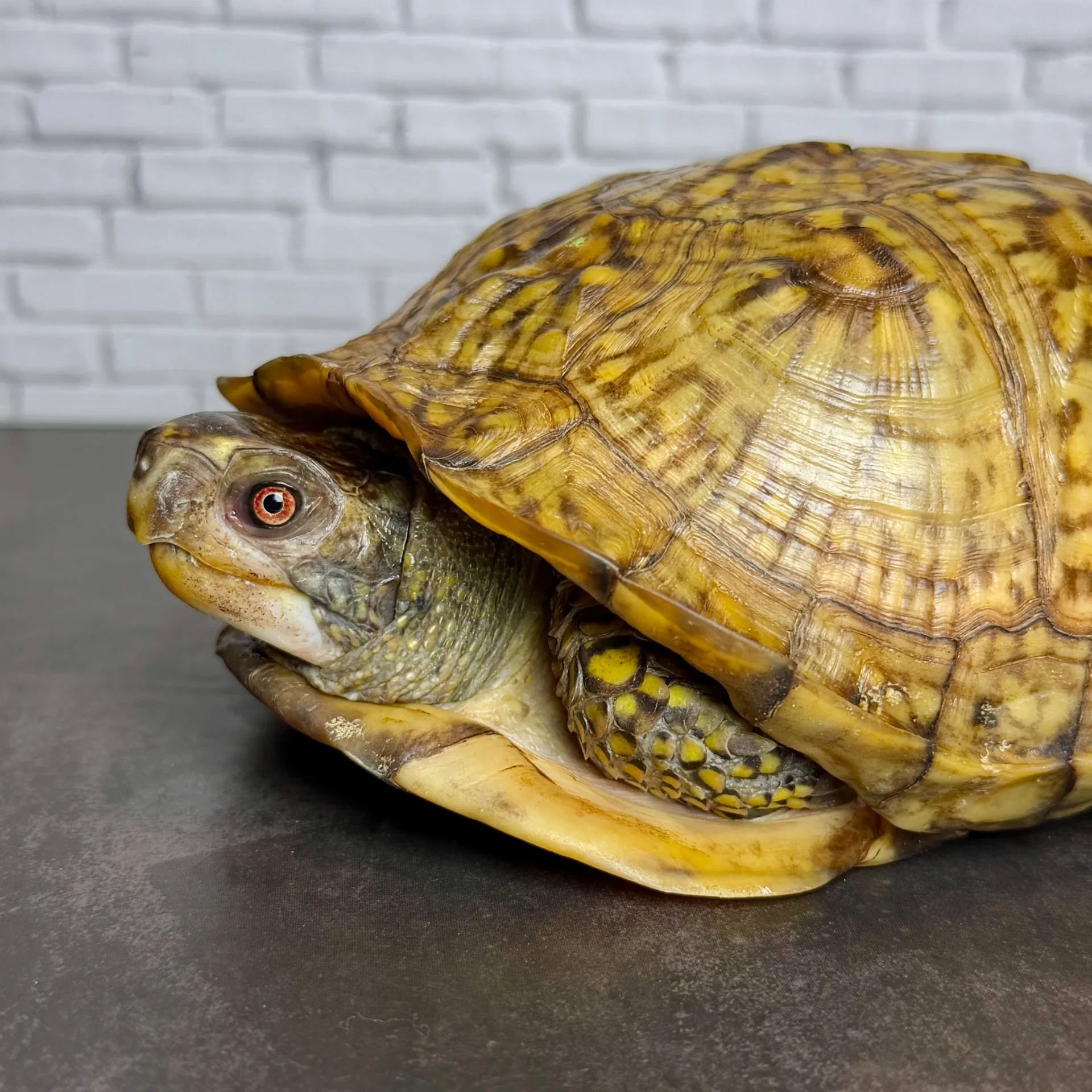 ガルフコーストハコガメ♂（種親）