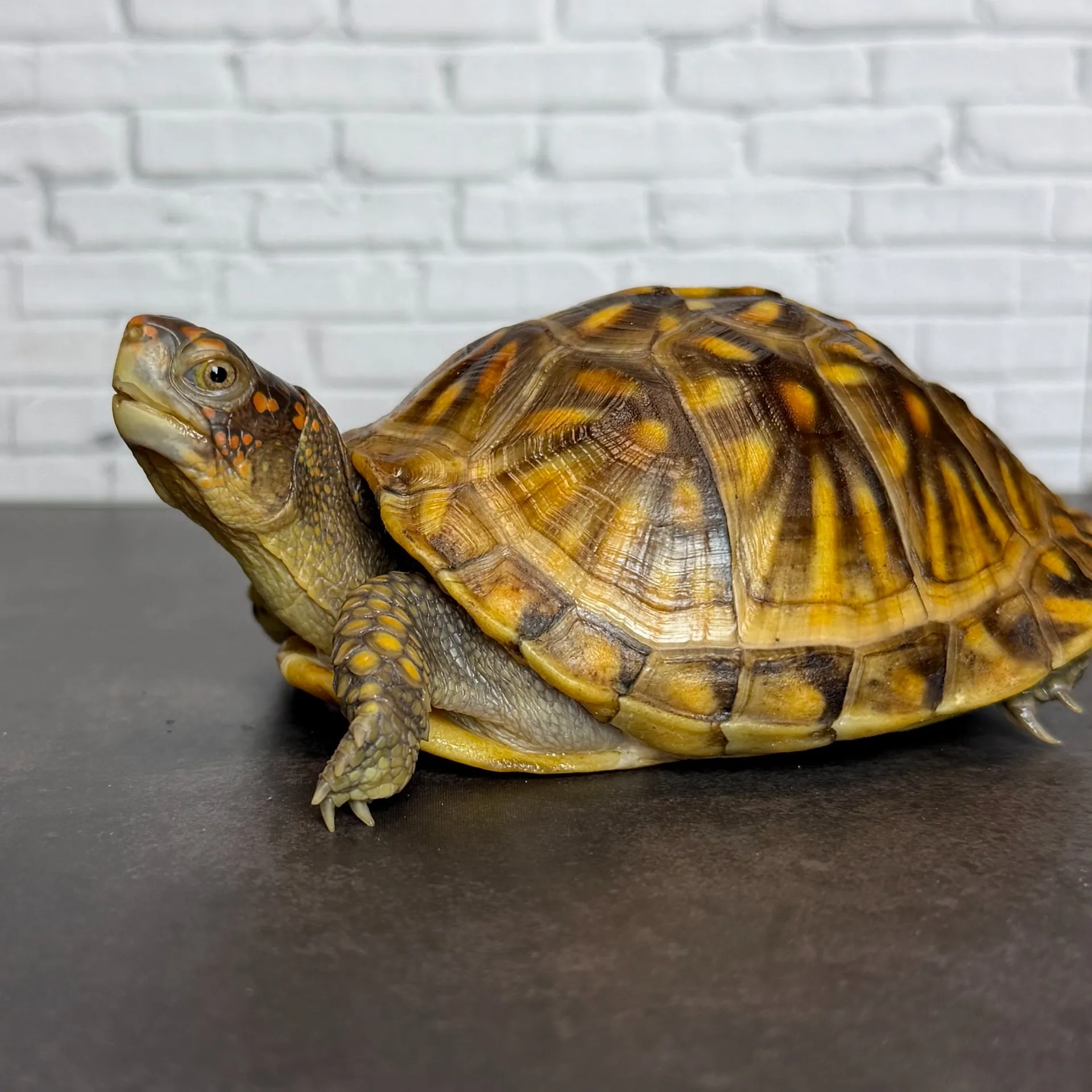 ミツユビハコガメ24cb（8.5cm）