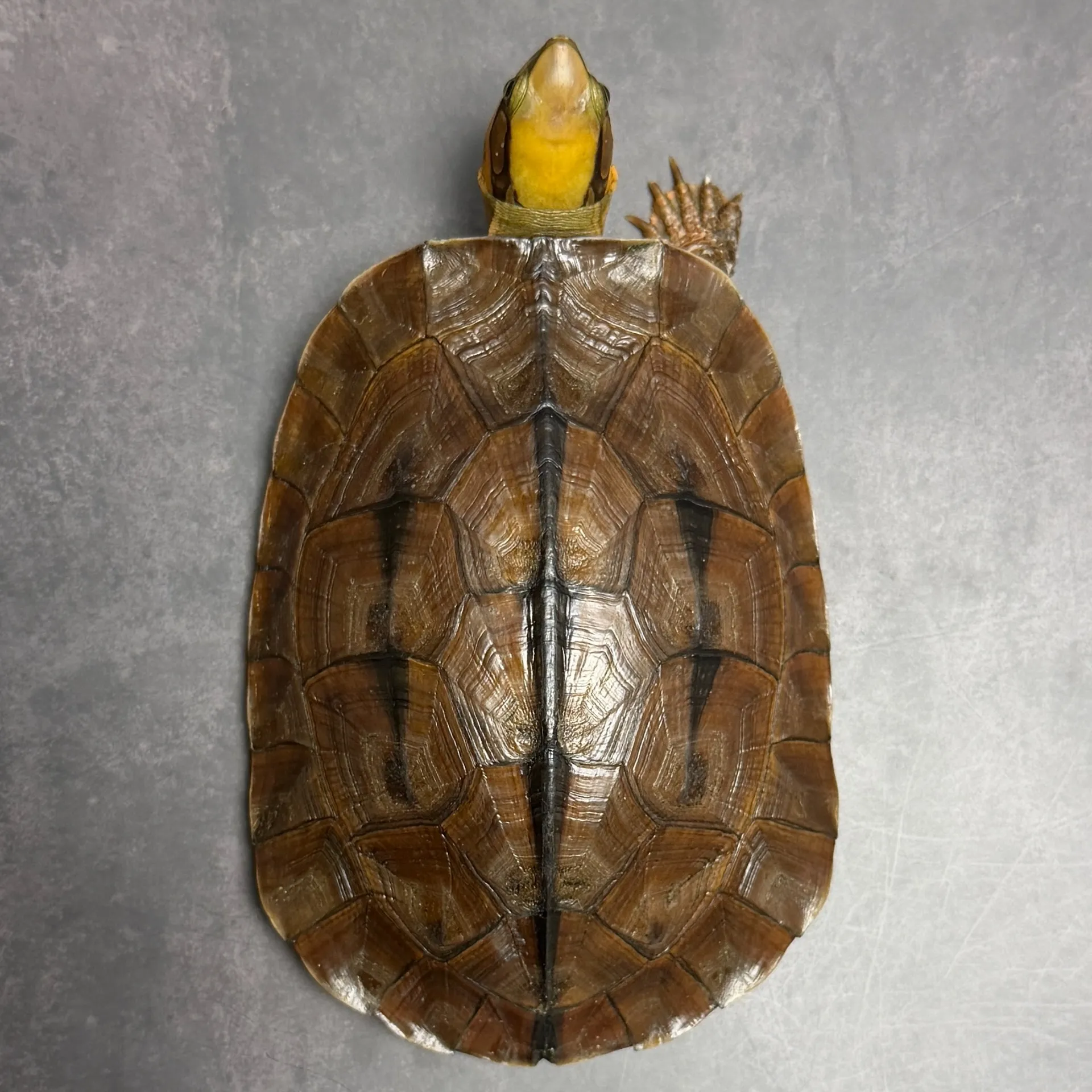 ミスジハコガメ(12cm)