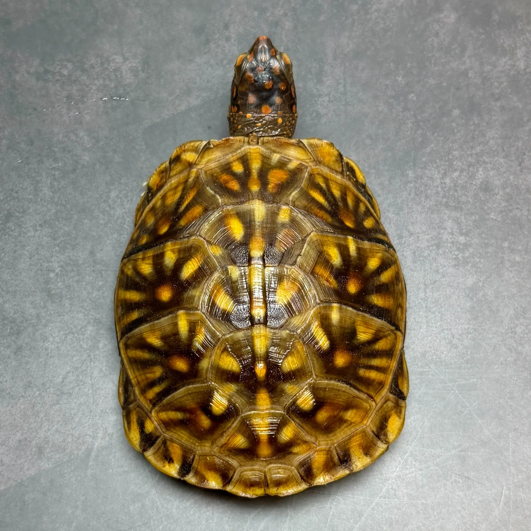 ミツユビハコガメ24cb(8.5cm)