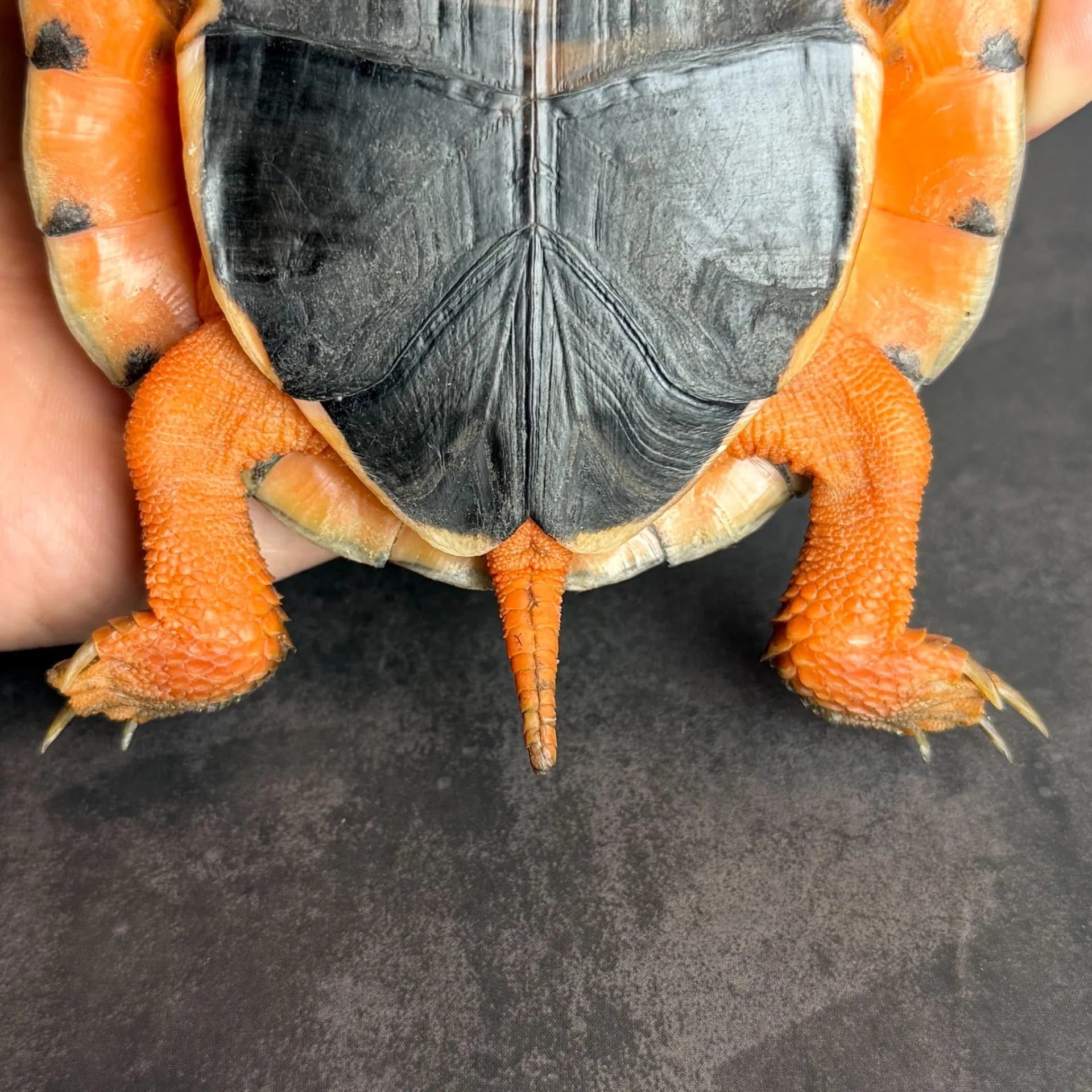 ミスジハコガメ（12cm）