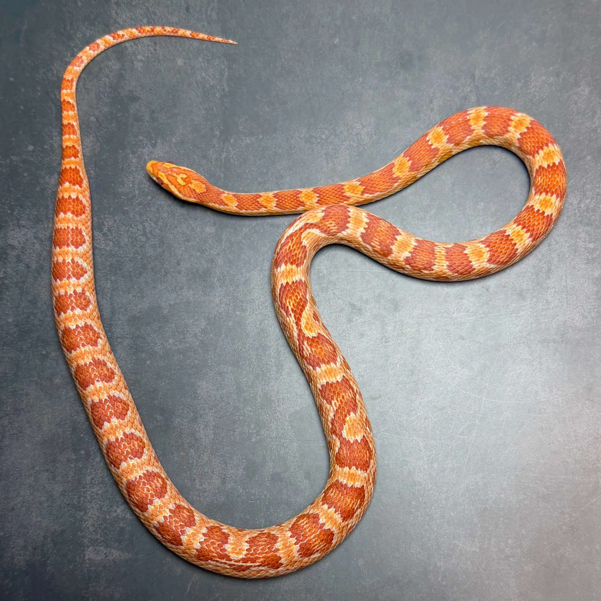 コーンスネーク アメラニ hetパルメットアネリphetラベンダー♂ 24CB（75cm）