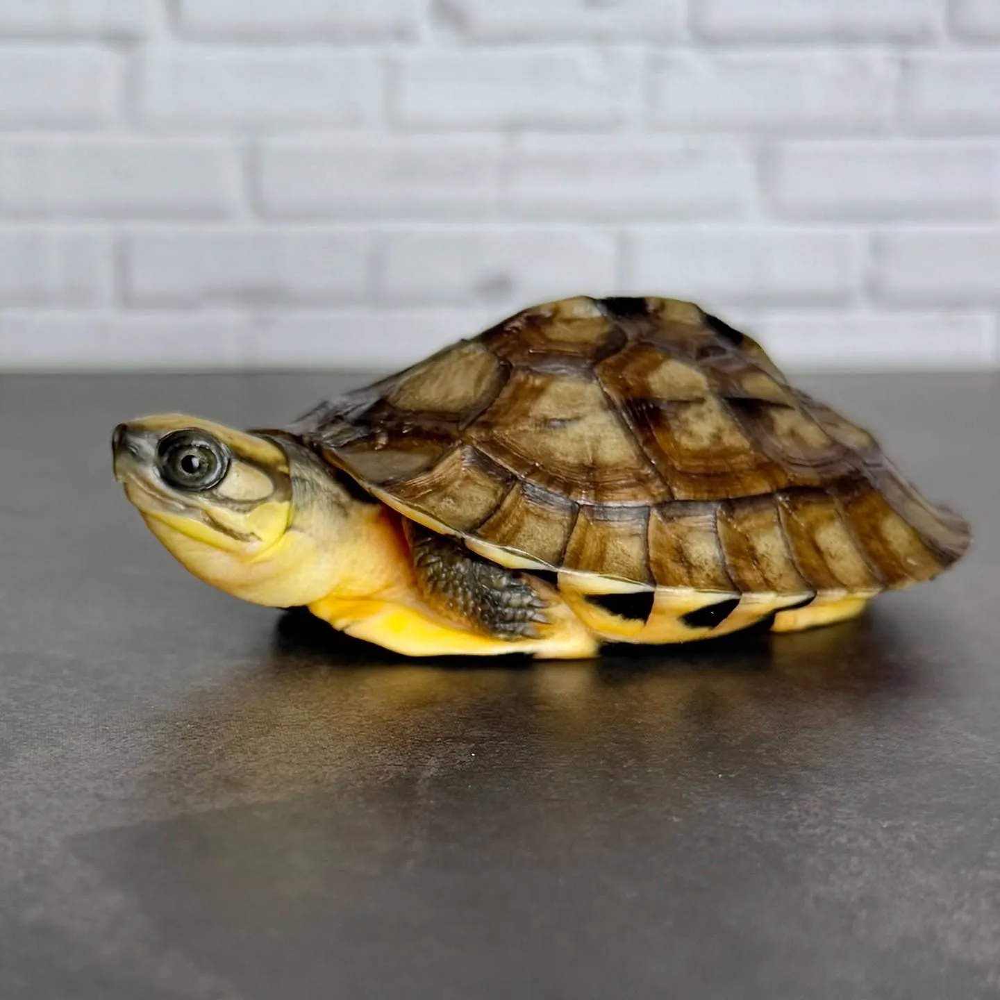 🔥ハイナンミスジハコガメ