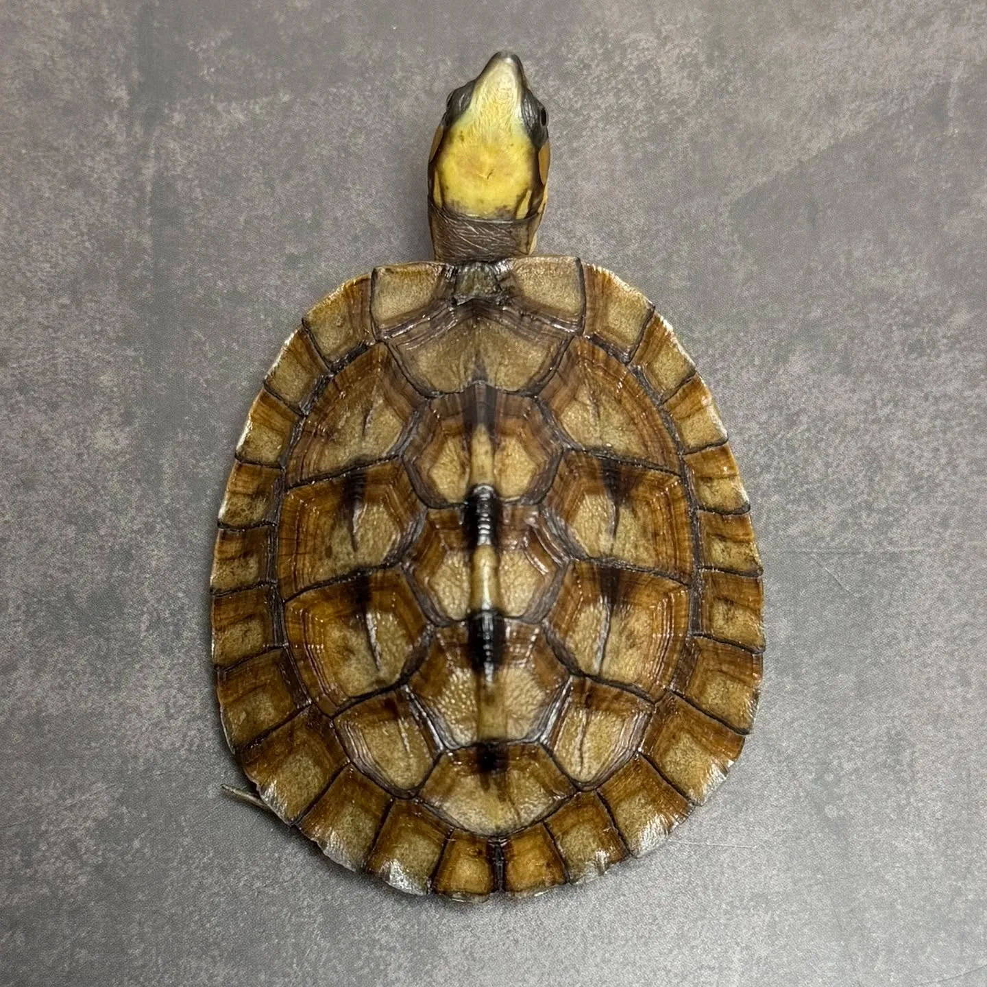 🔥ハイナンミスジハコガメ