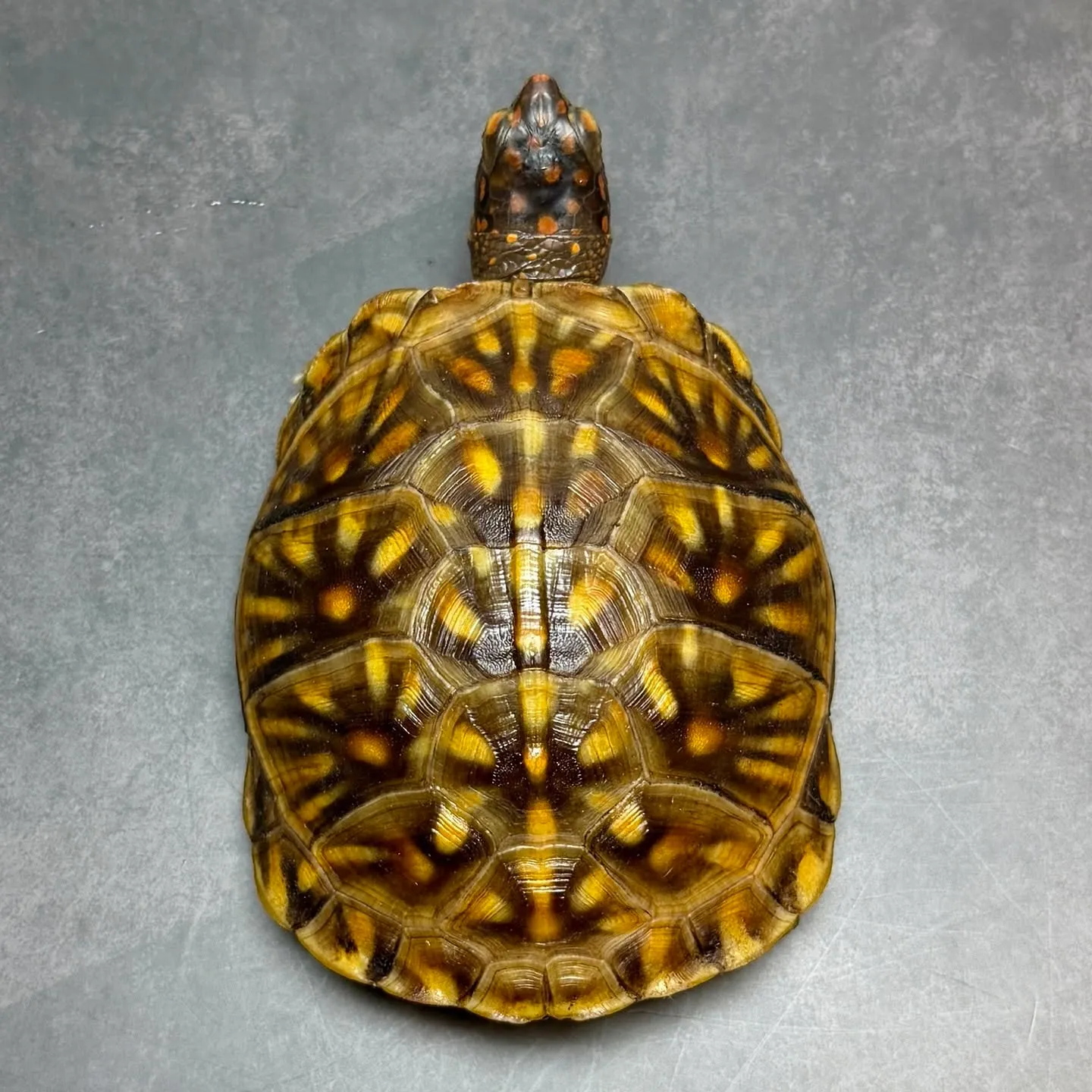 🔥ミツユビハコガメ