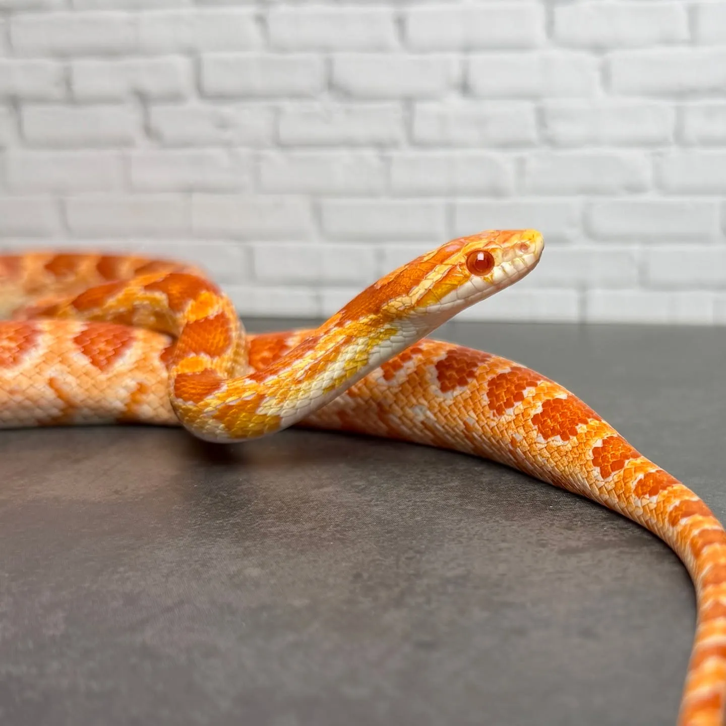 🔥コーンスネーク アメラニ