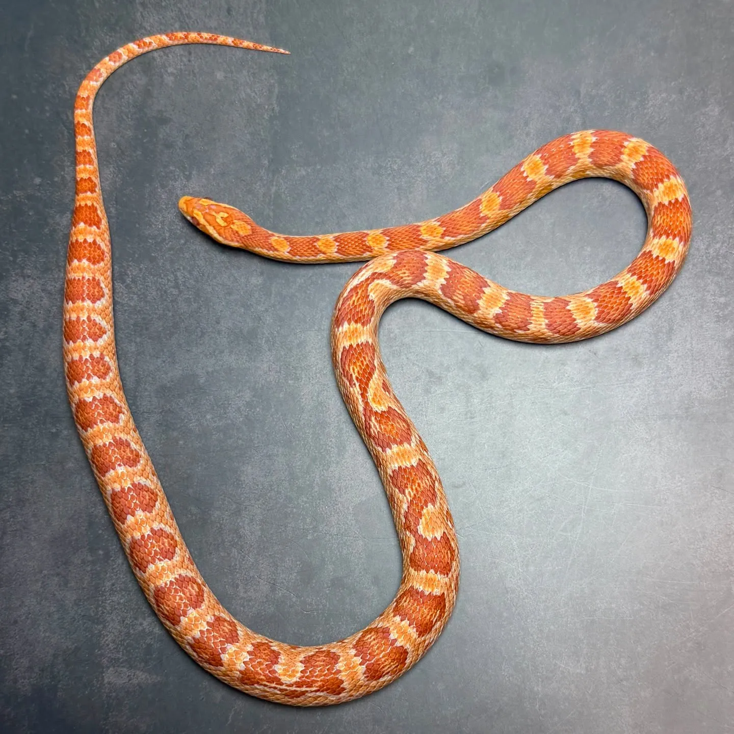🔥コーンスネーク アメラニ