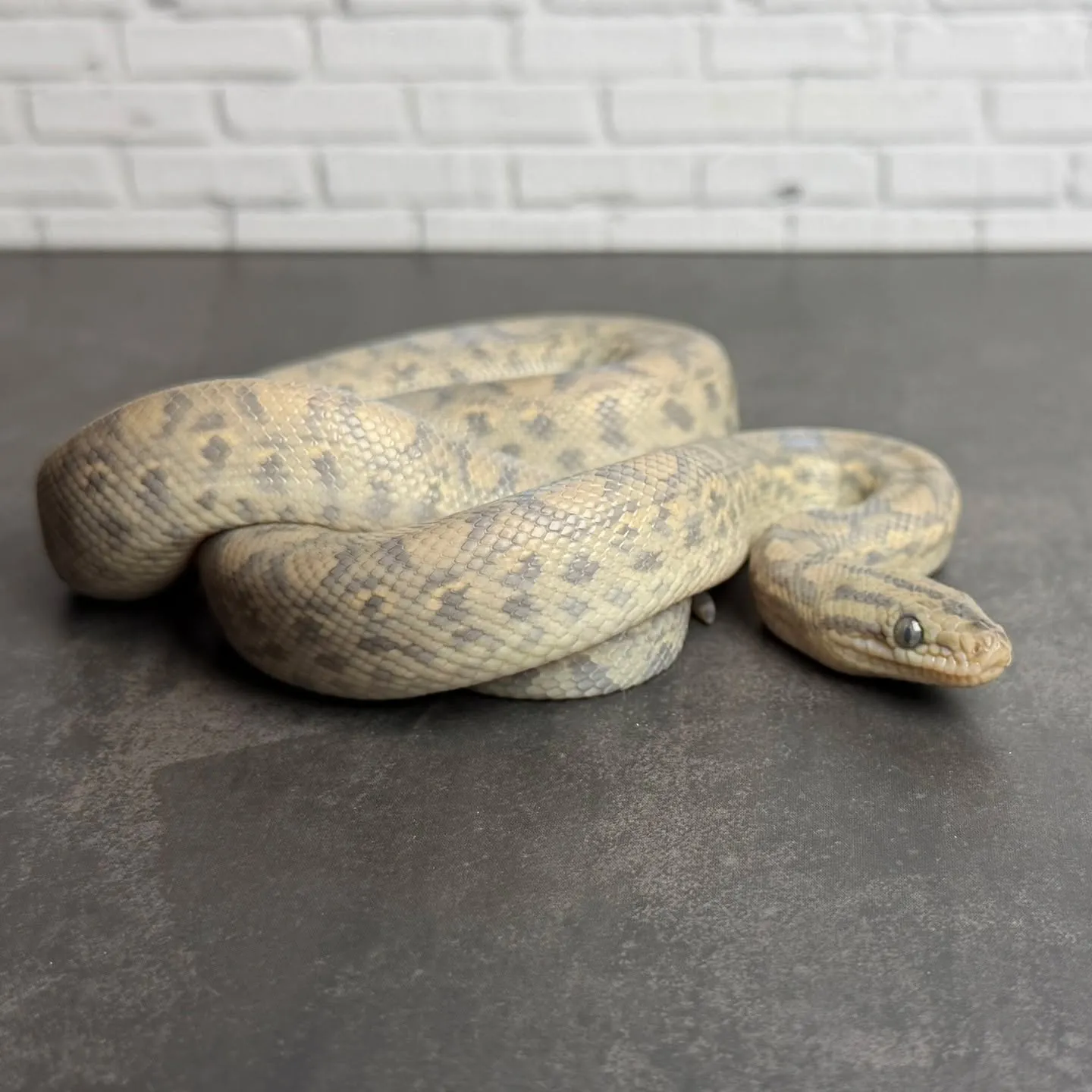 🔥コロンビアレインボーボア