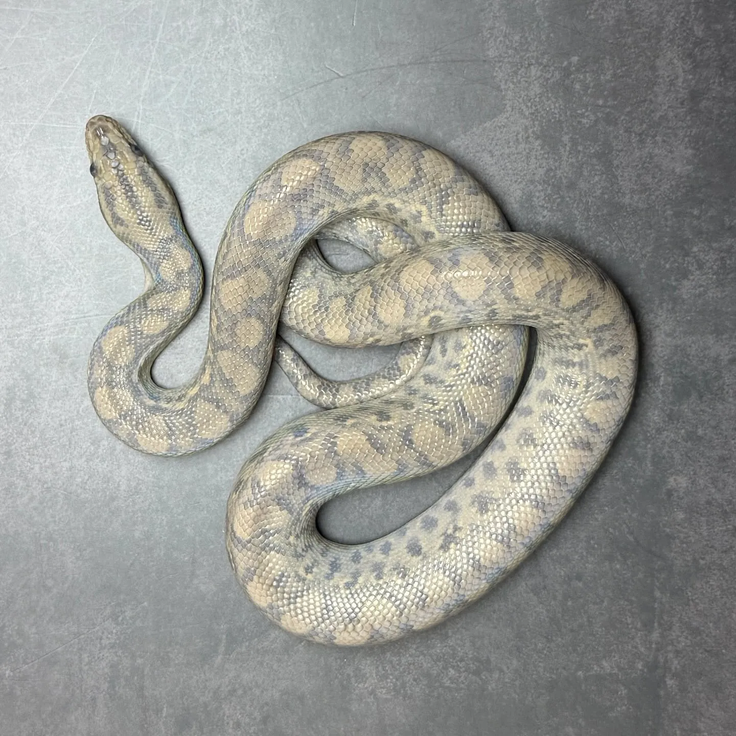 🔥コロンビアレインボーボア