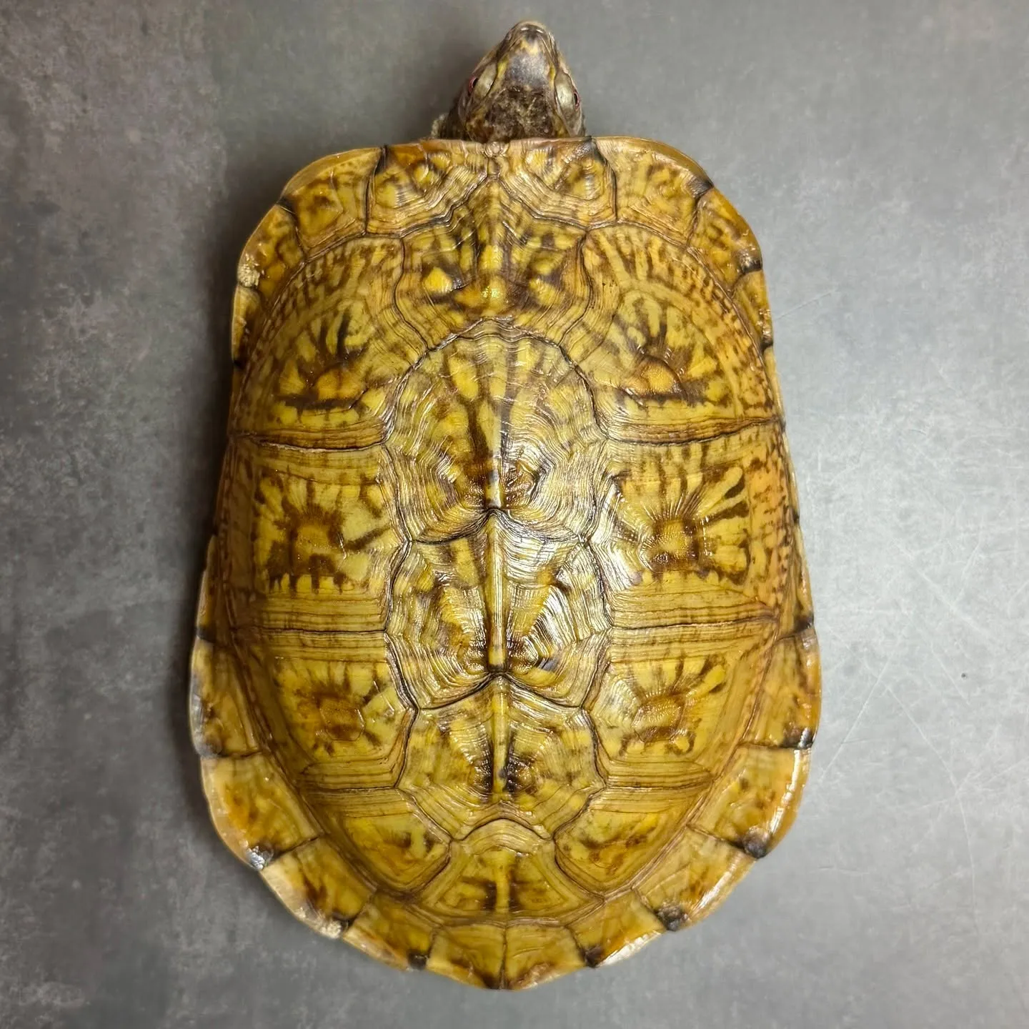 🔥ガルフコーストハコガメ（非売）