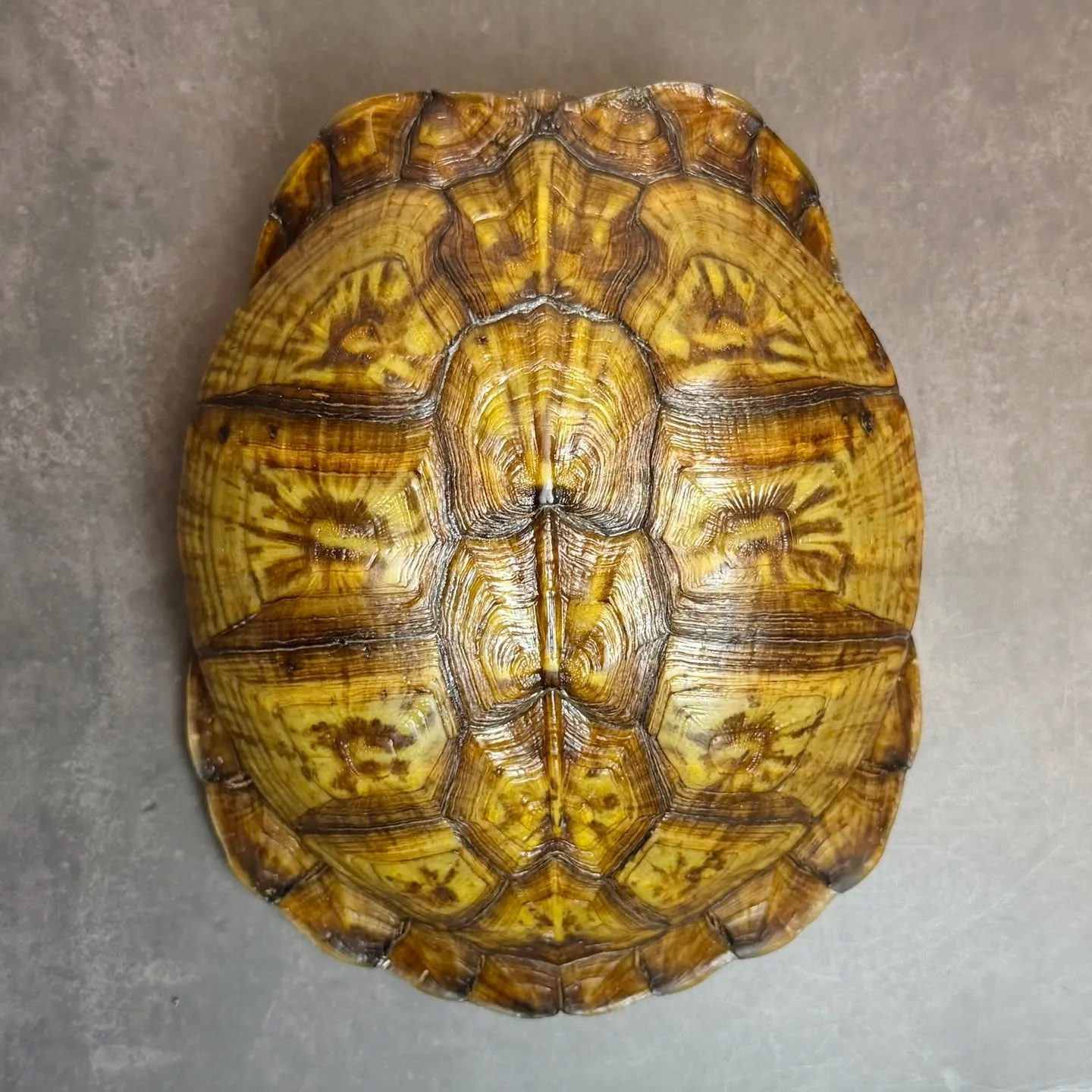🔥ガルフコーストハコガメ（非売）