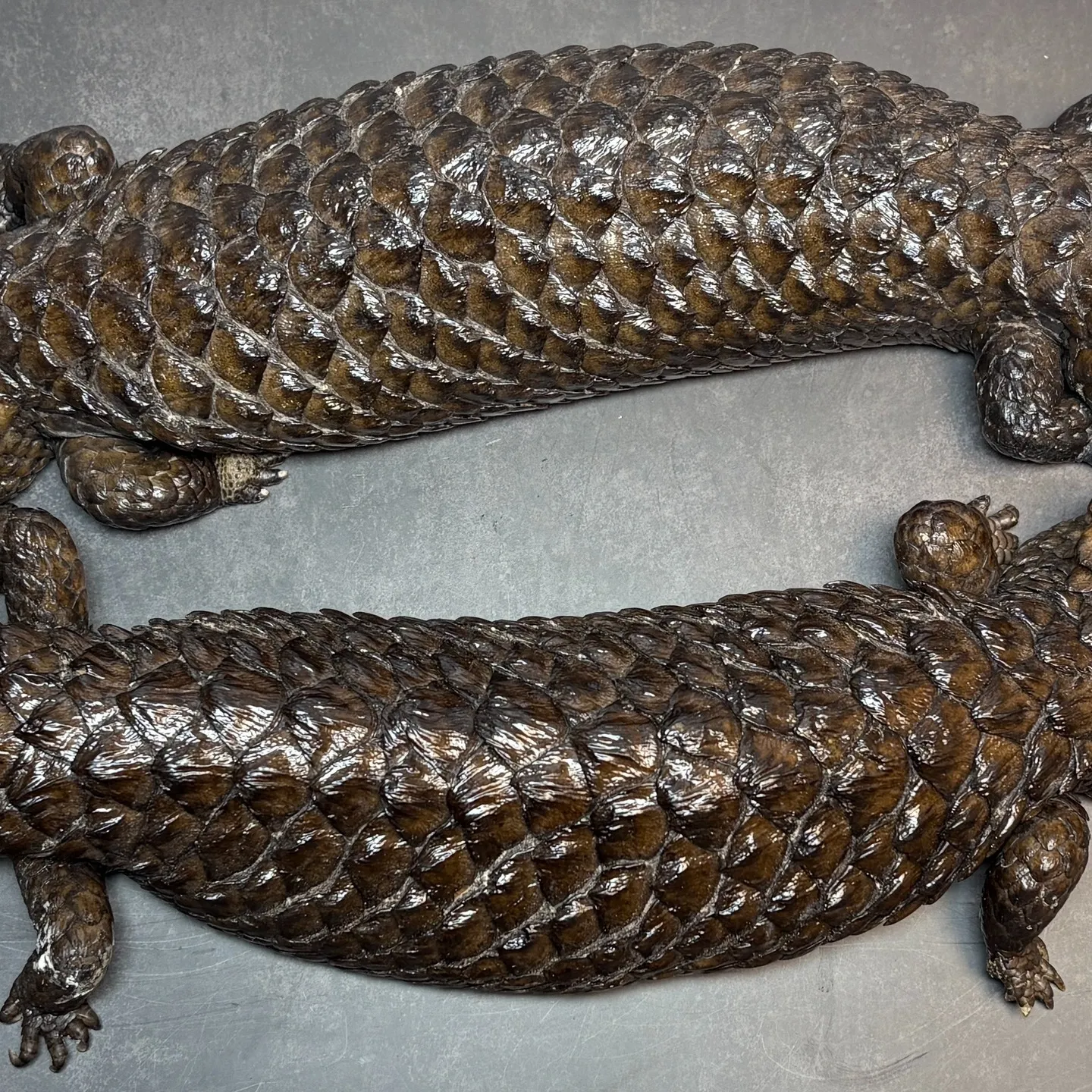 🔥ヒガシマツカサトカゲ（アスパー）