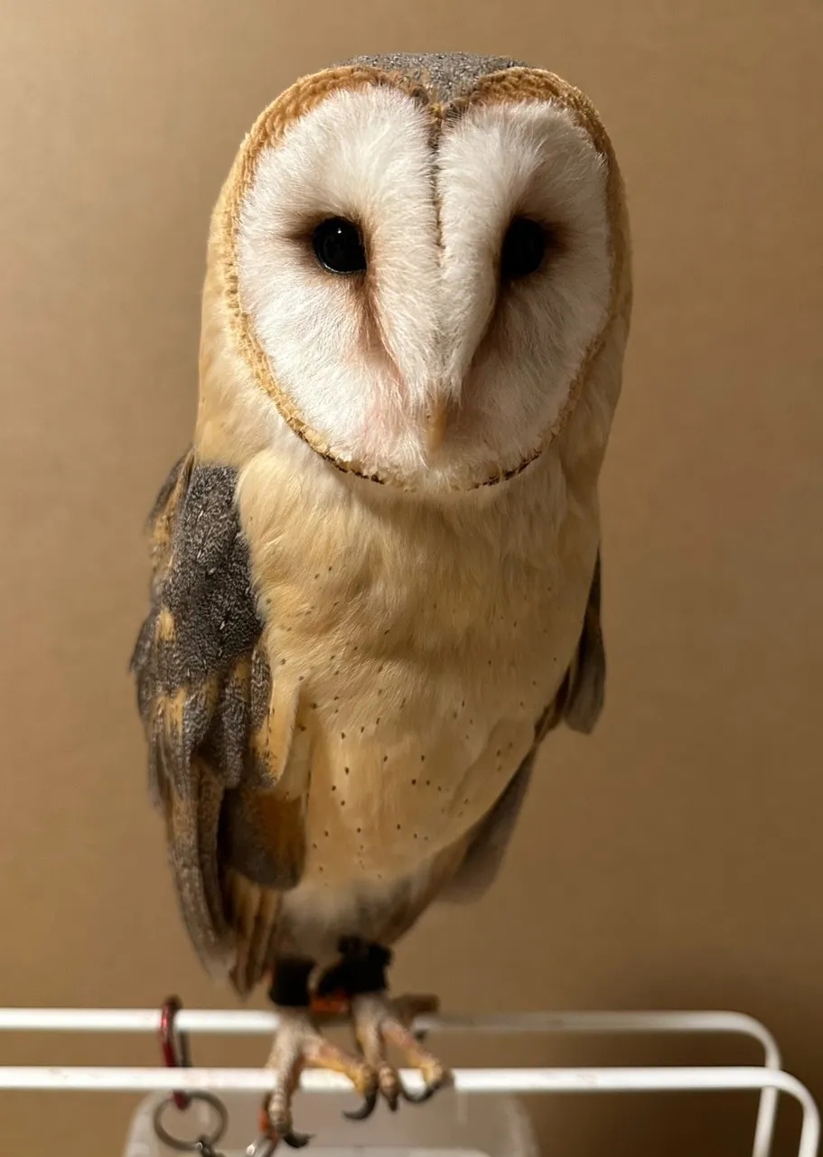 メンフクロウ(ベタ慣れ!)