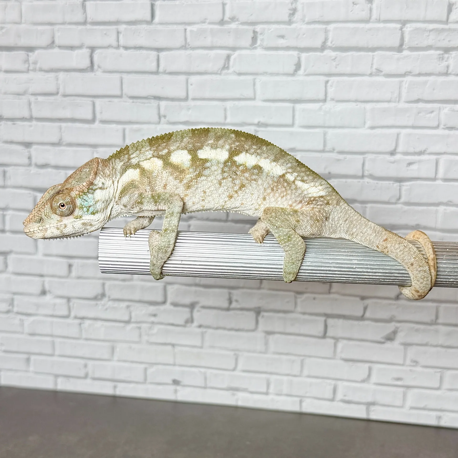 パンサーカメレオン アンビローブ