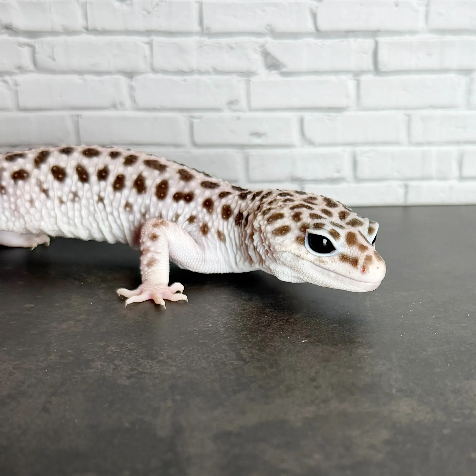 ヒョウモントカゲモドキ スーパーマックスノー♂