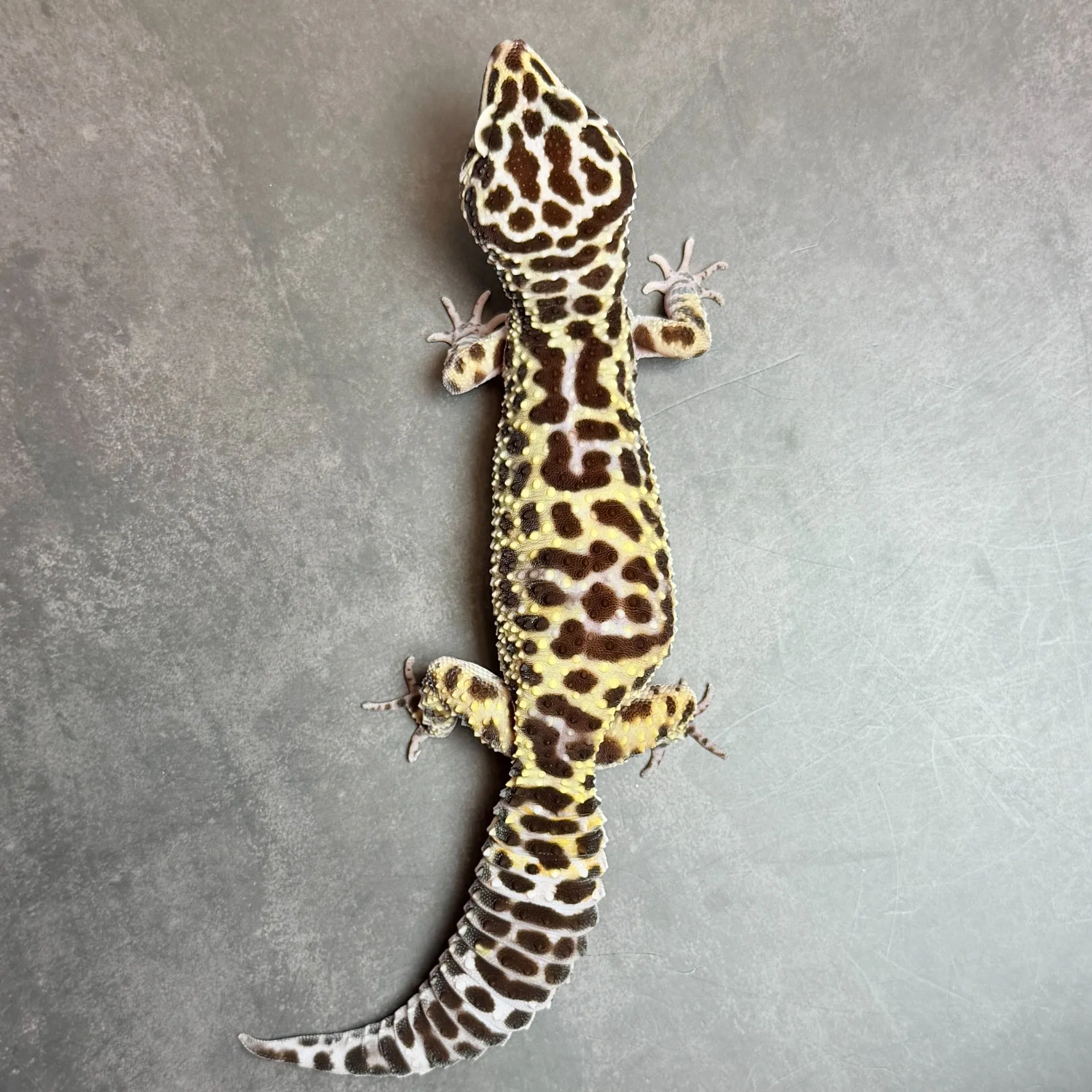 ヒョウモントカゲモドキ マックスノー♀