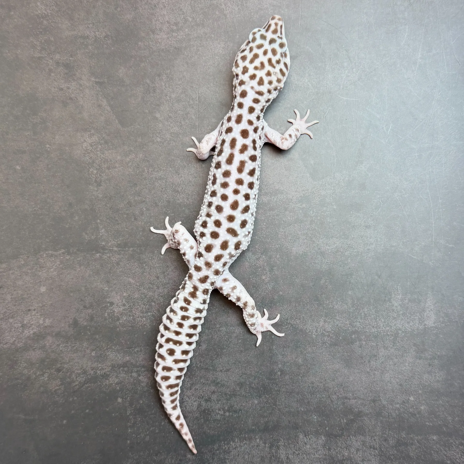 ヒョウモントカゲモドキ スーパーマックスノー♂