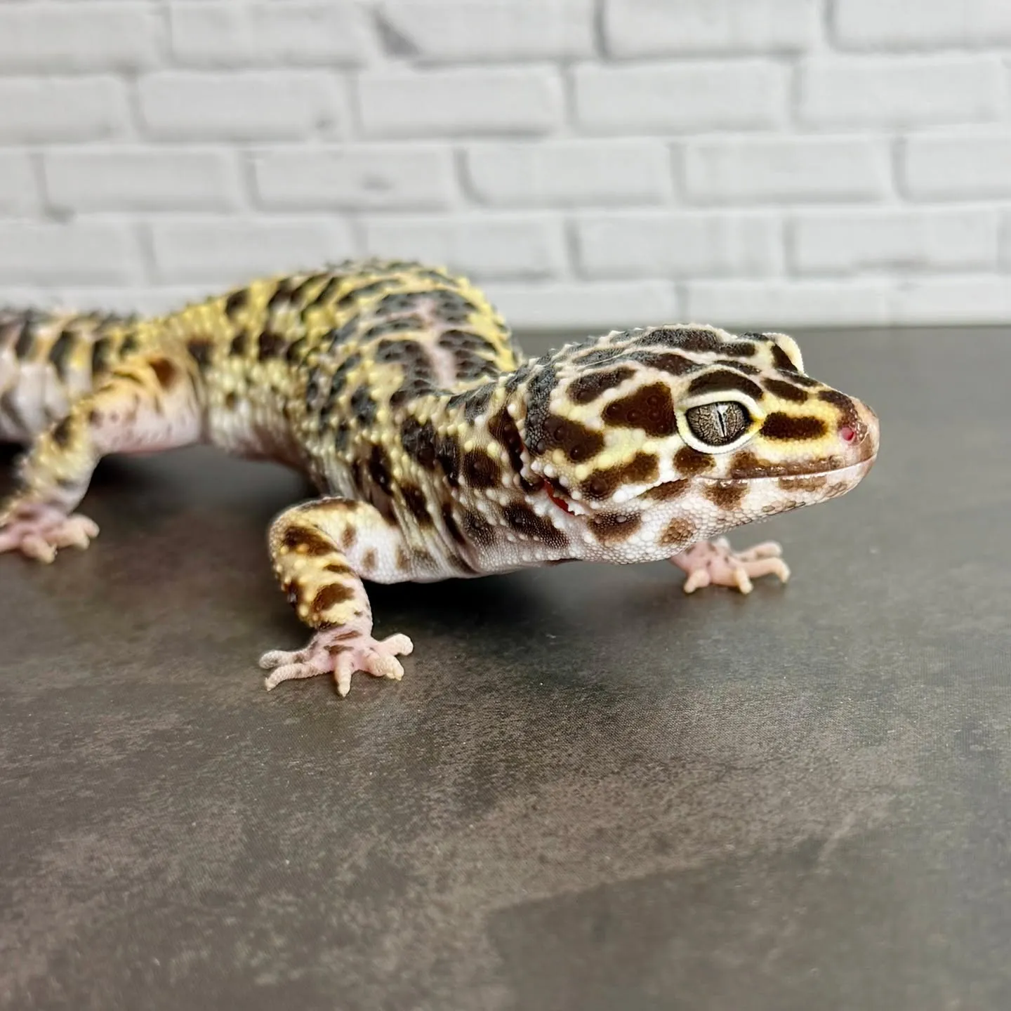 🔥ヒョウモントカゲモドキ マックスノー♀