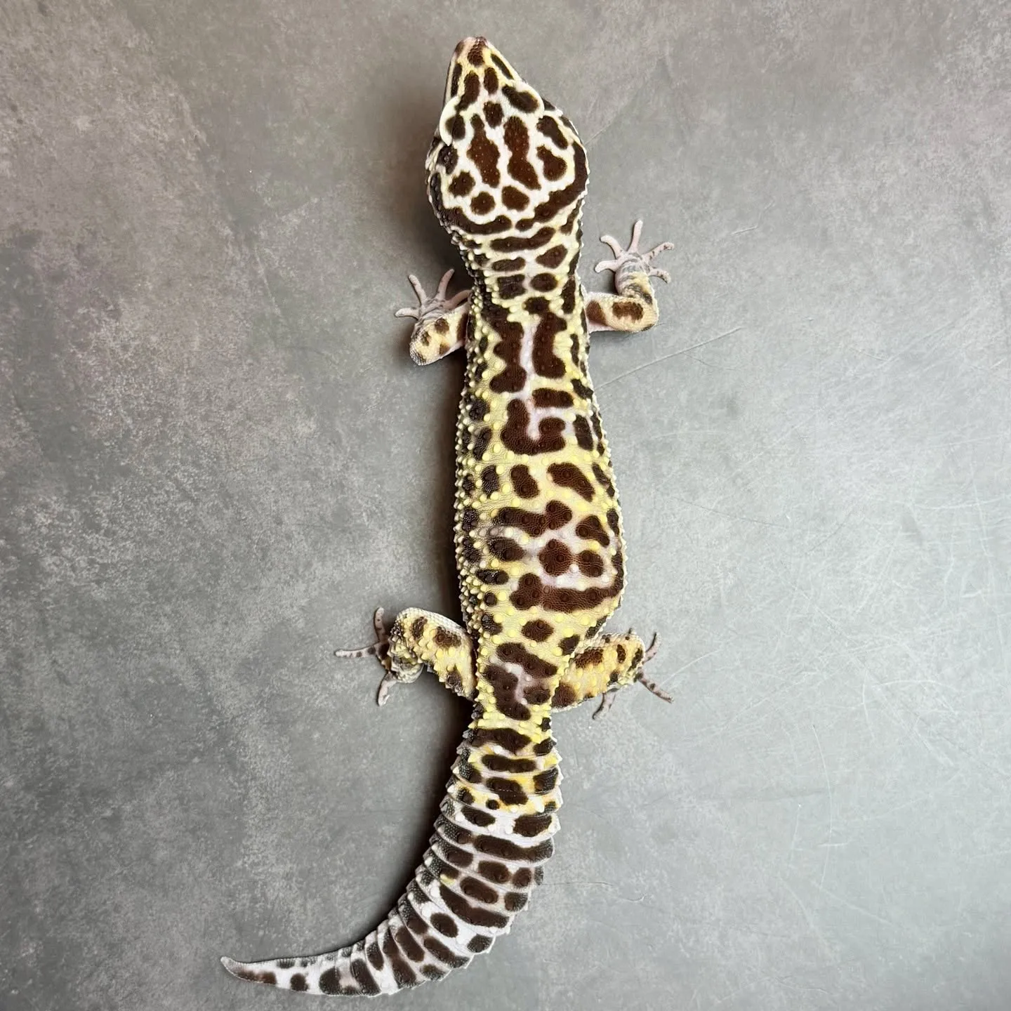 🔥ヒョウモントカゲモドキ マックスノー♀