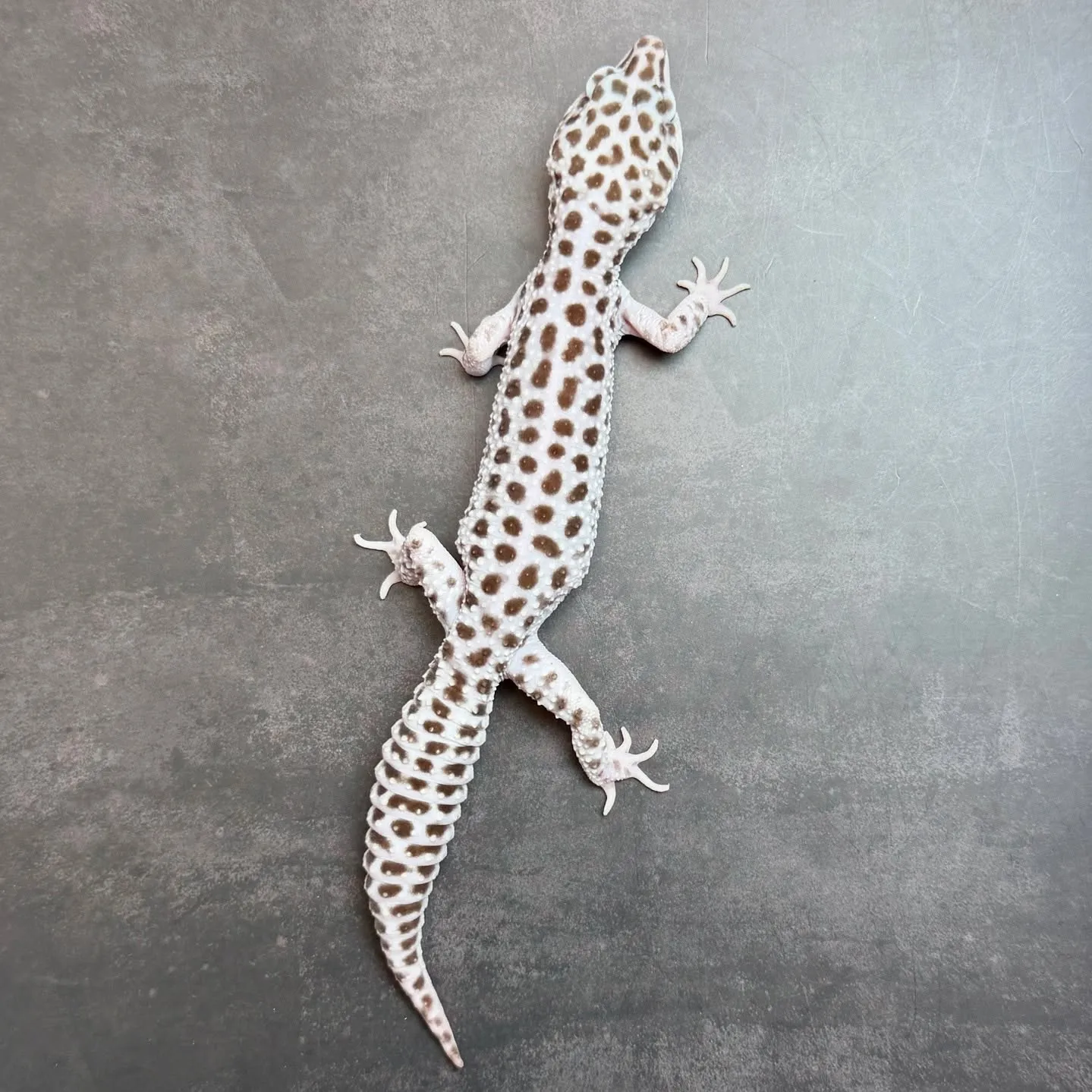 🔥ヒョウモントカゲモドキ スーパーマックスノー♂