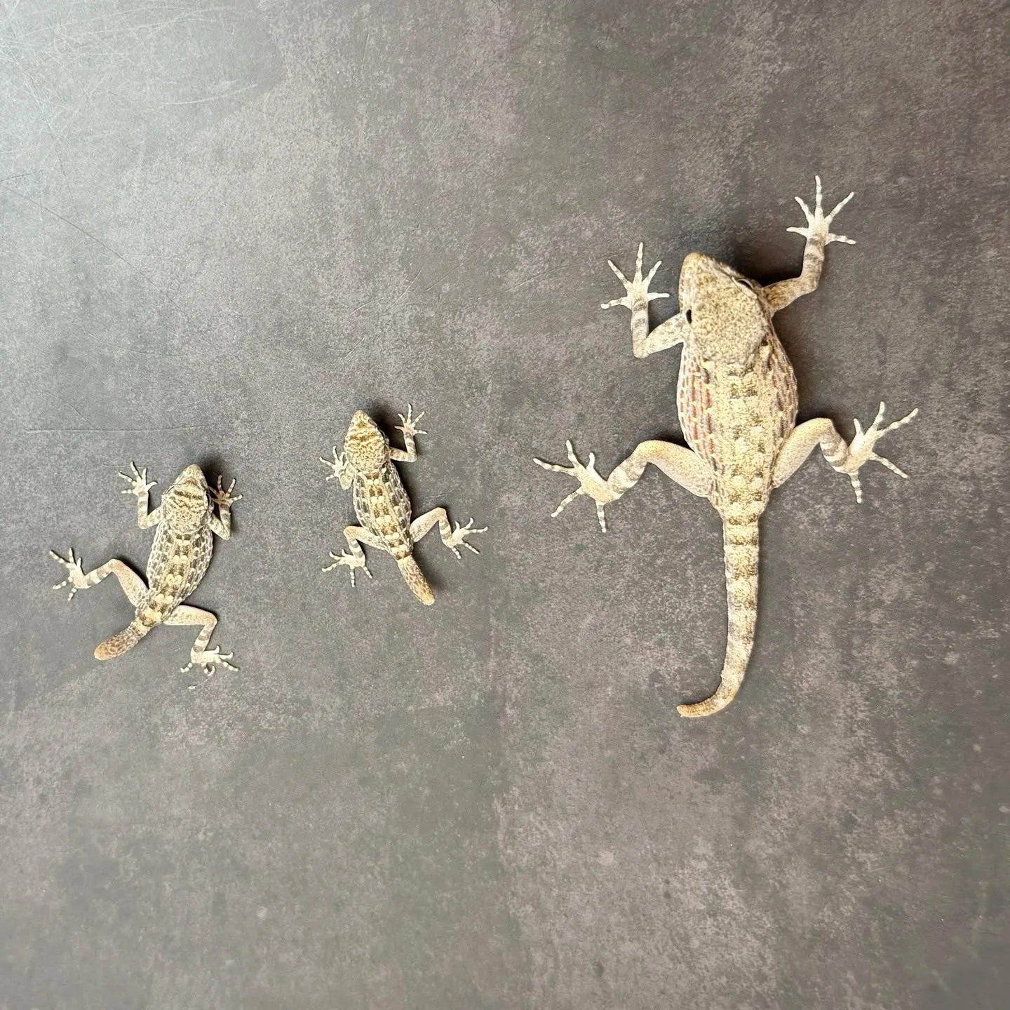 🔥カータートゲオヤモリ ベビー（再生尾） 