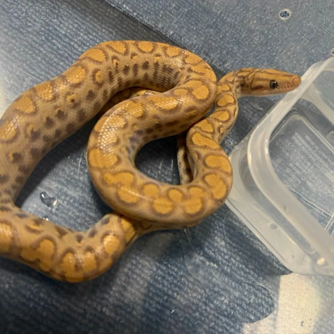 コロンビアレインボーボア T+アルビノ(レアモルフ)