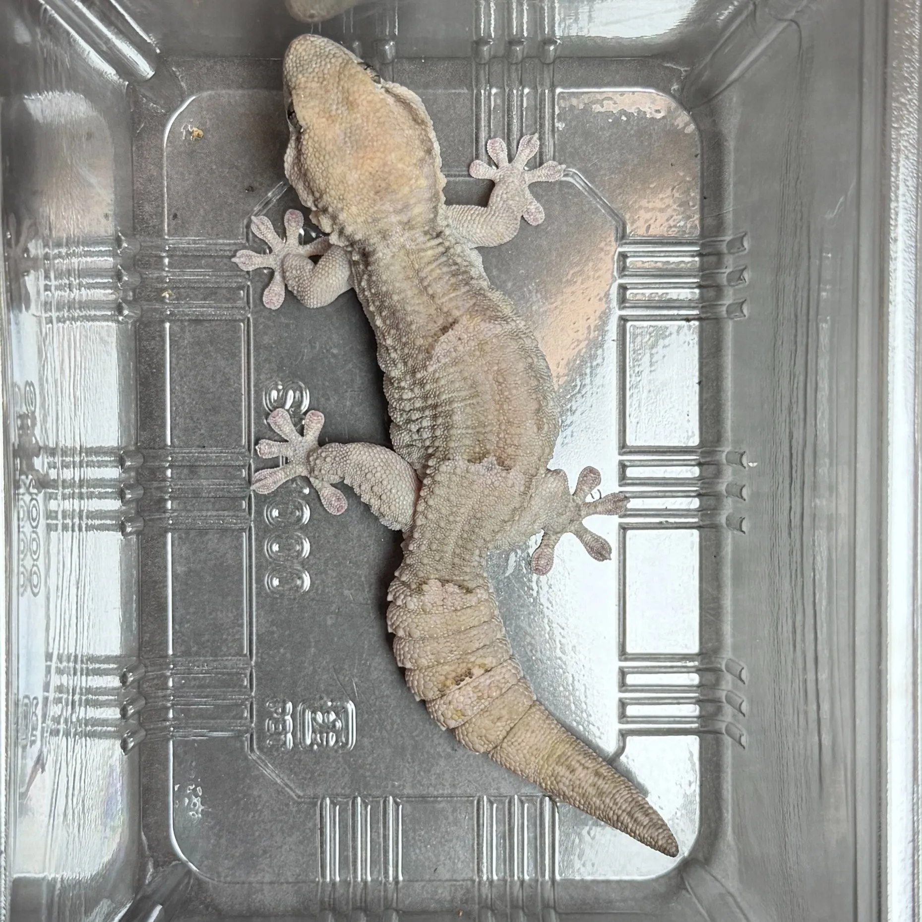 クラカケカベヤモリ トリオ（♂1,♀2）