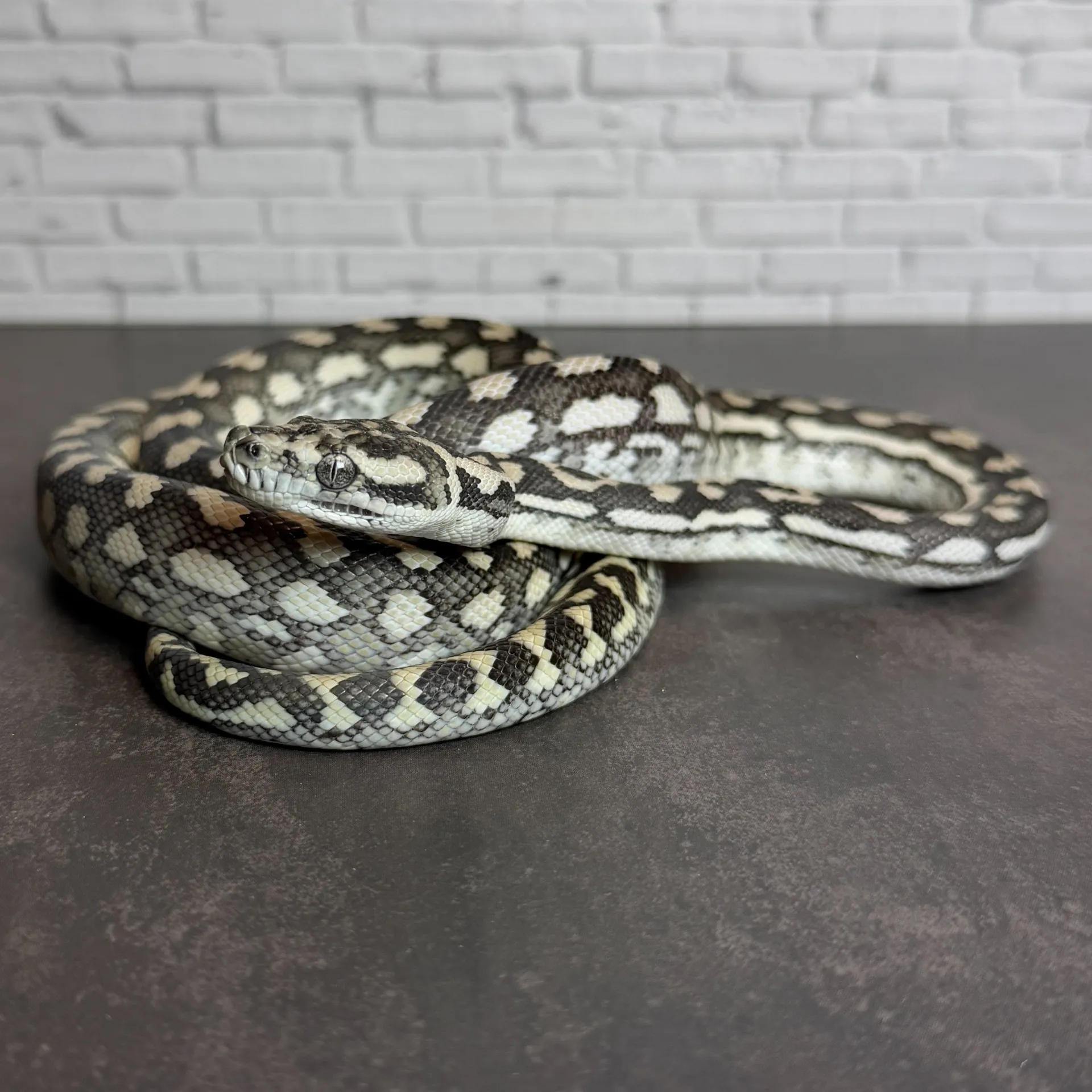 カーペットパイソン アザンティック♂