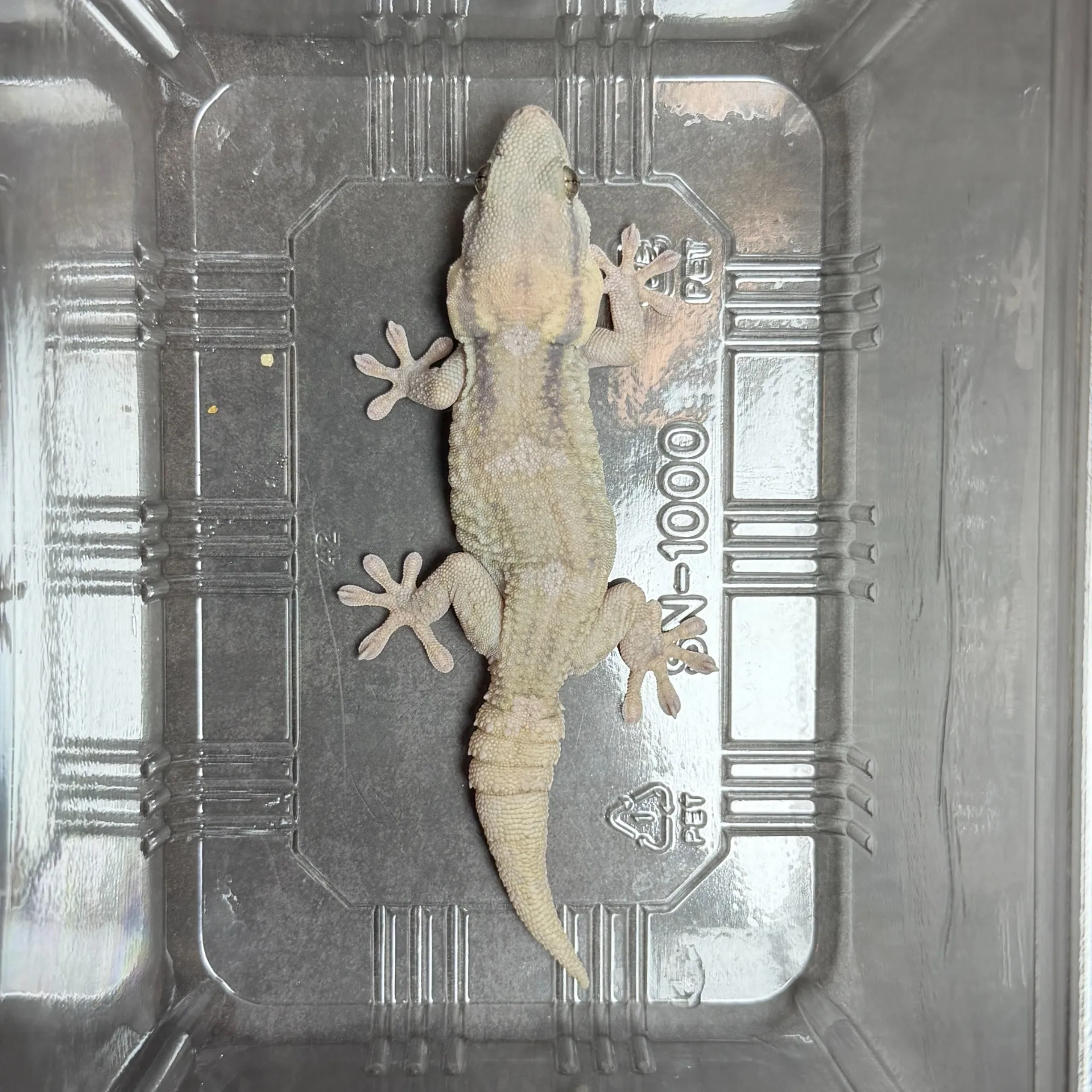 クラカケカベヤモリ トリオ（♂1,♀2）