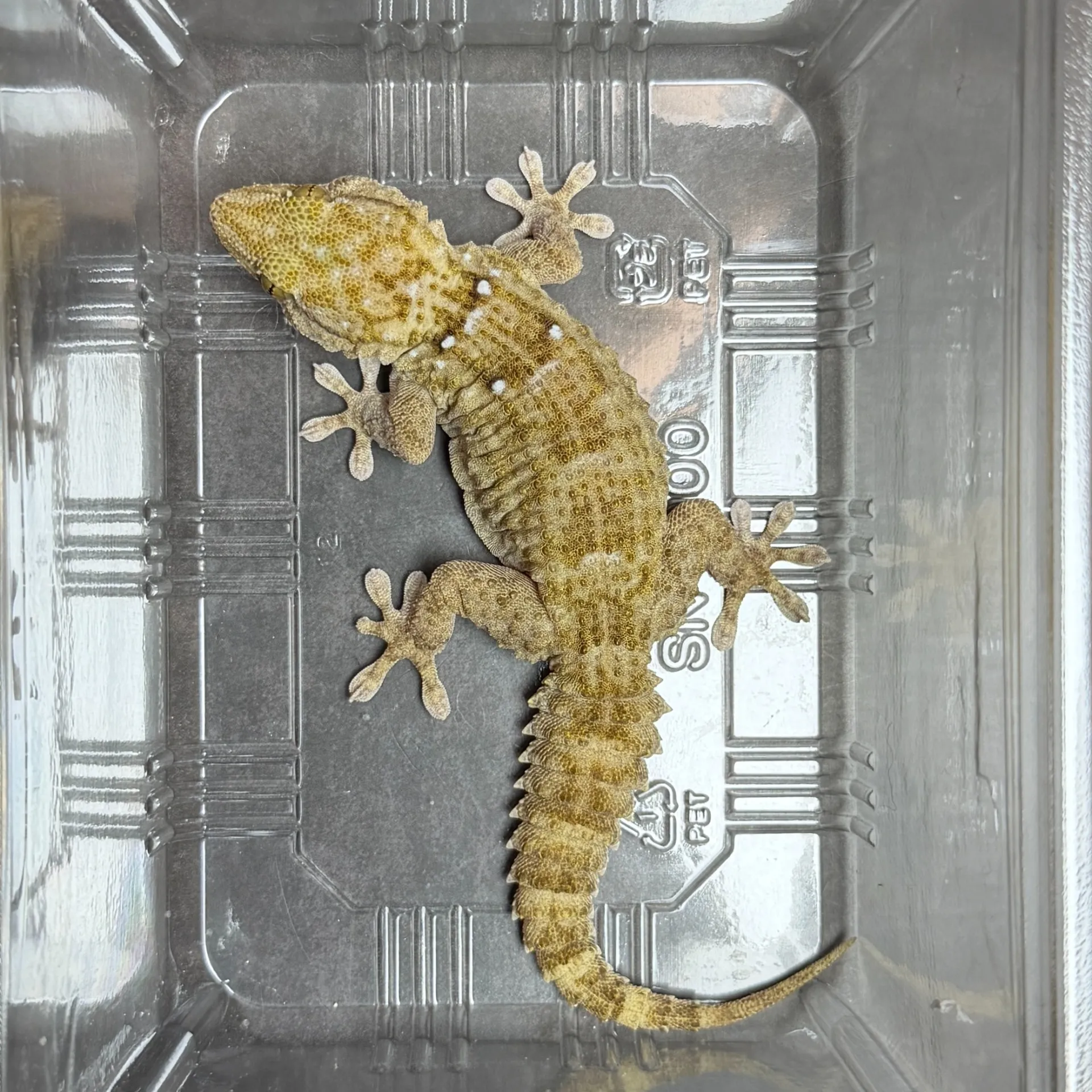 タマキカベヤモリ ペア