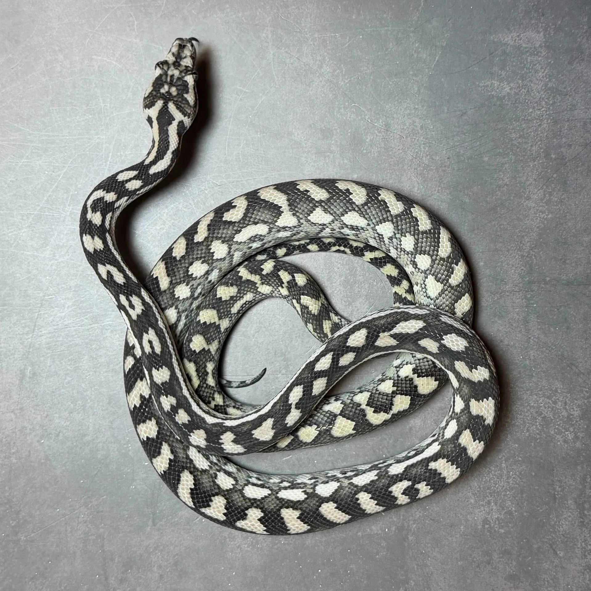 カーペットパイソン アザンティック♂