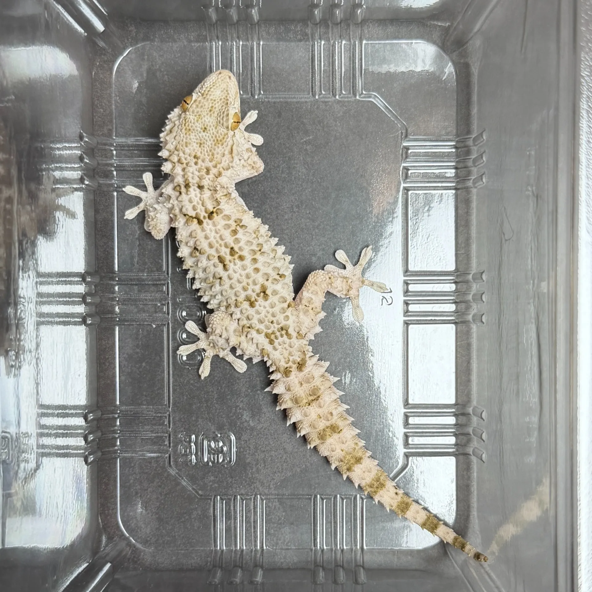 ムーアカベヤモリ♂