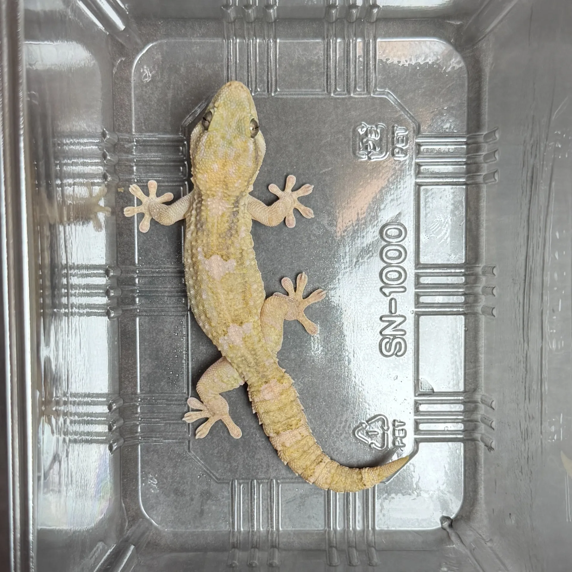 クラカケカベヤモリ トリオ（♂1,♀2）