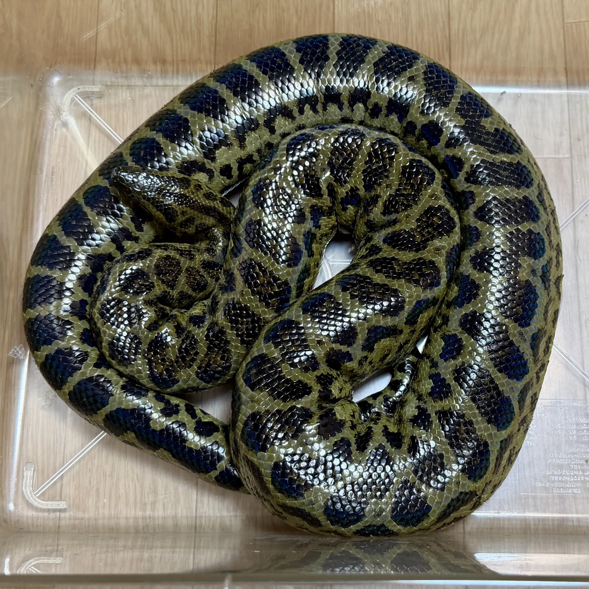 ハイブリッドアナコンダF3