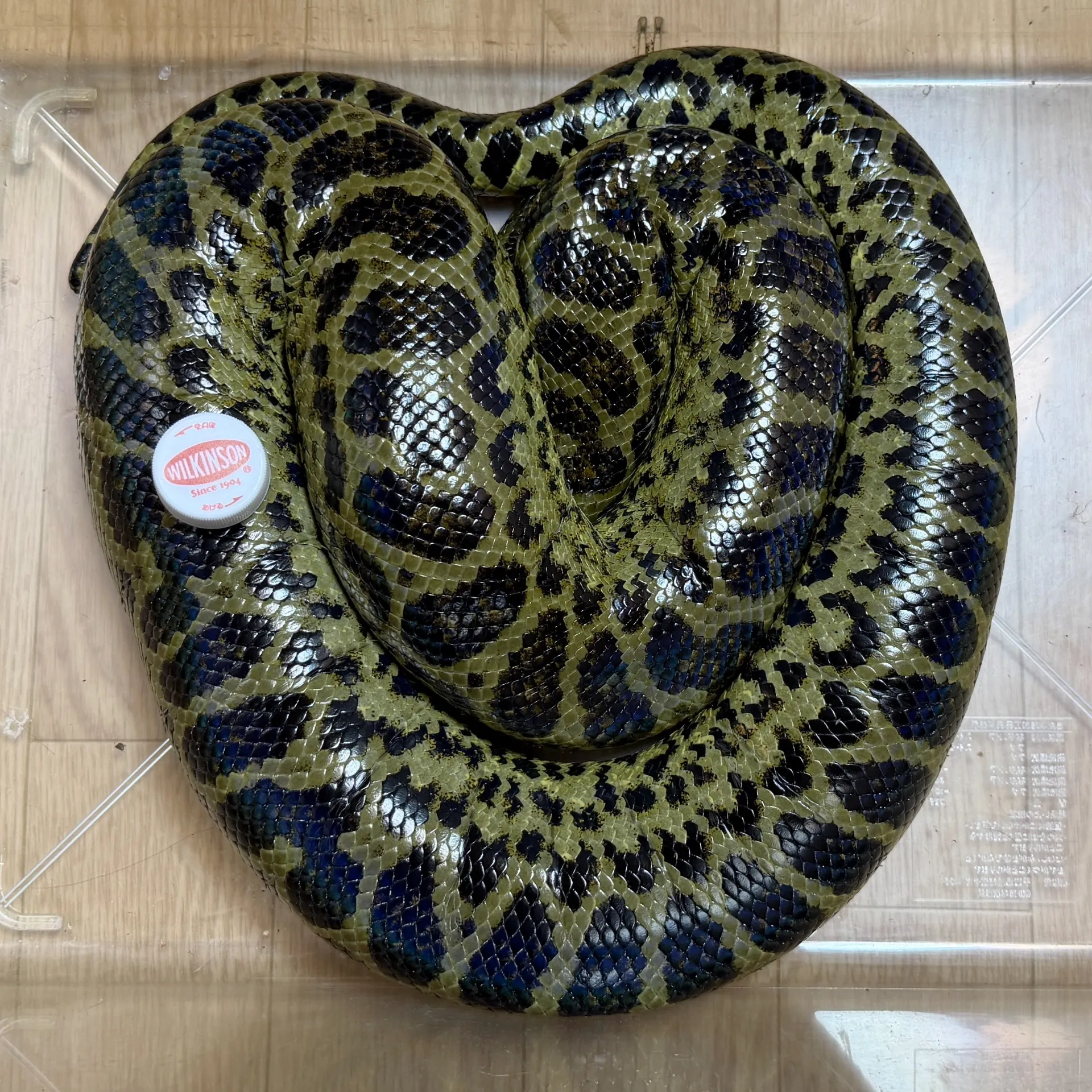 ハイブリッドアナコンダF3