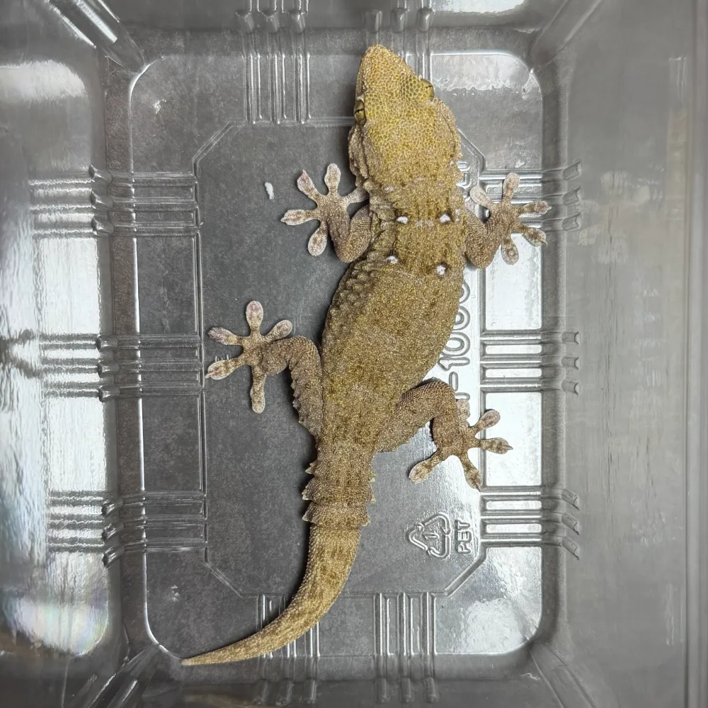 タマキカベヤモリ ペア