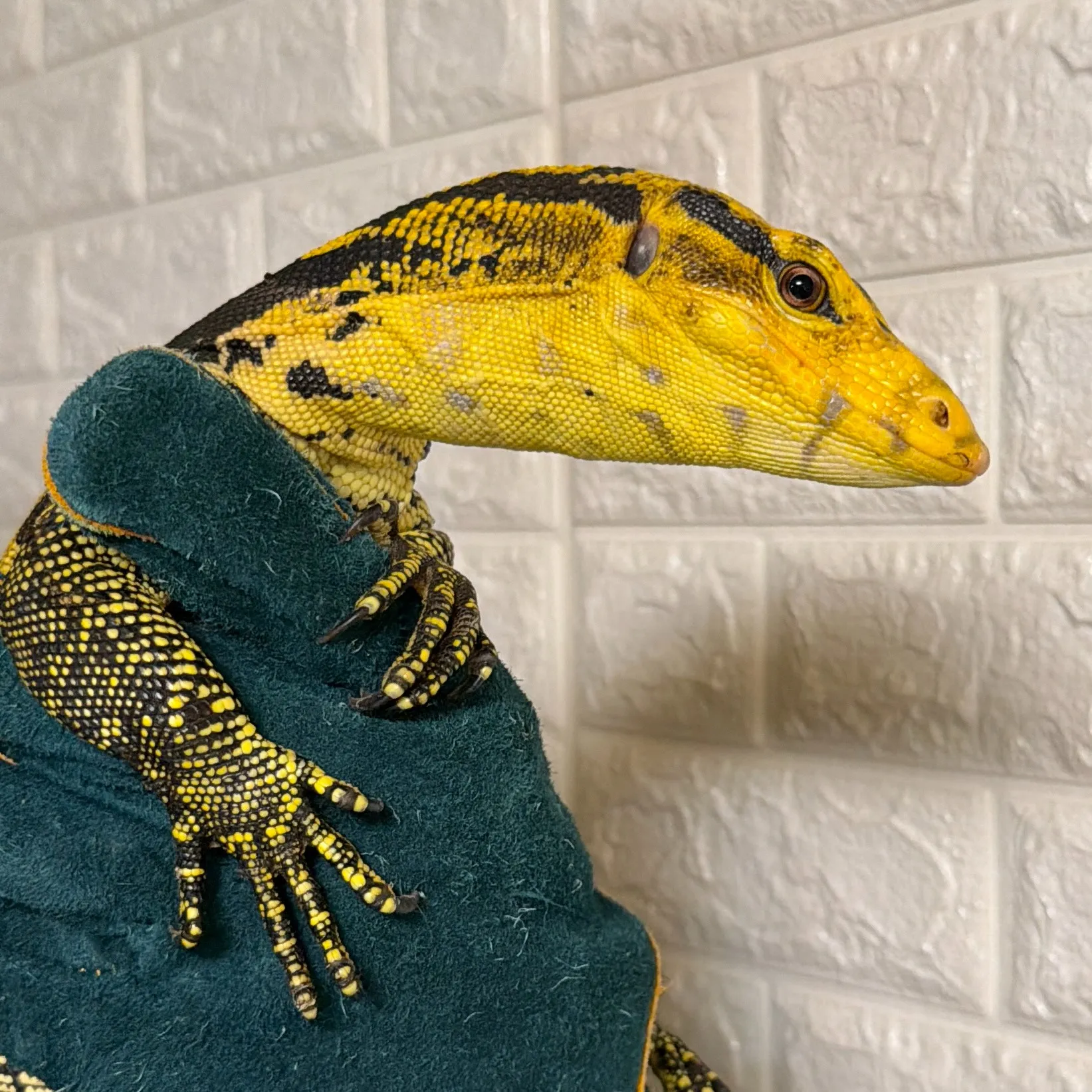 カミンギーモニター