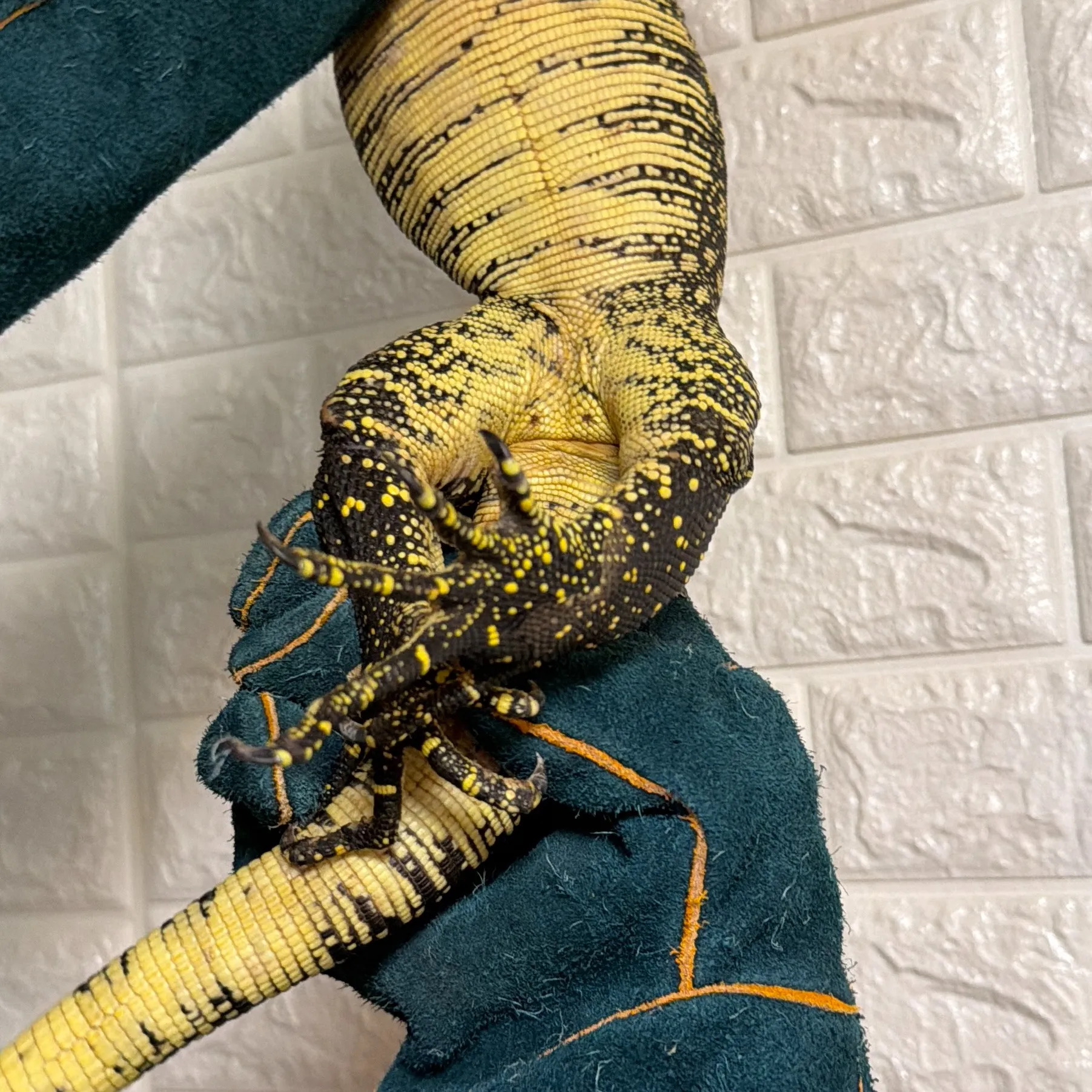 カミンギーモニター