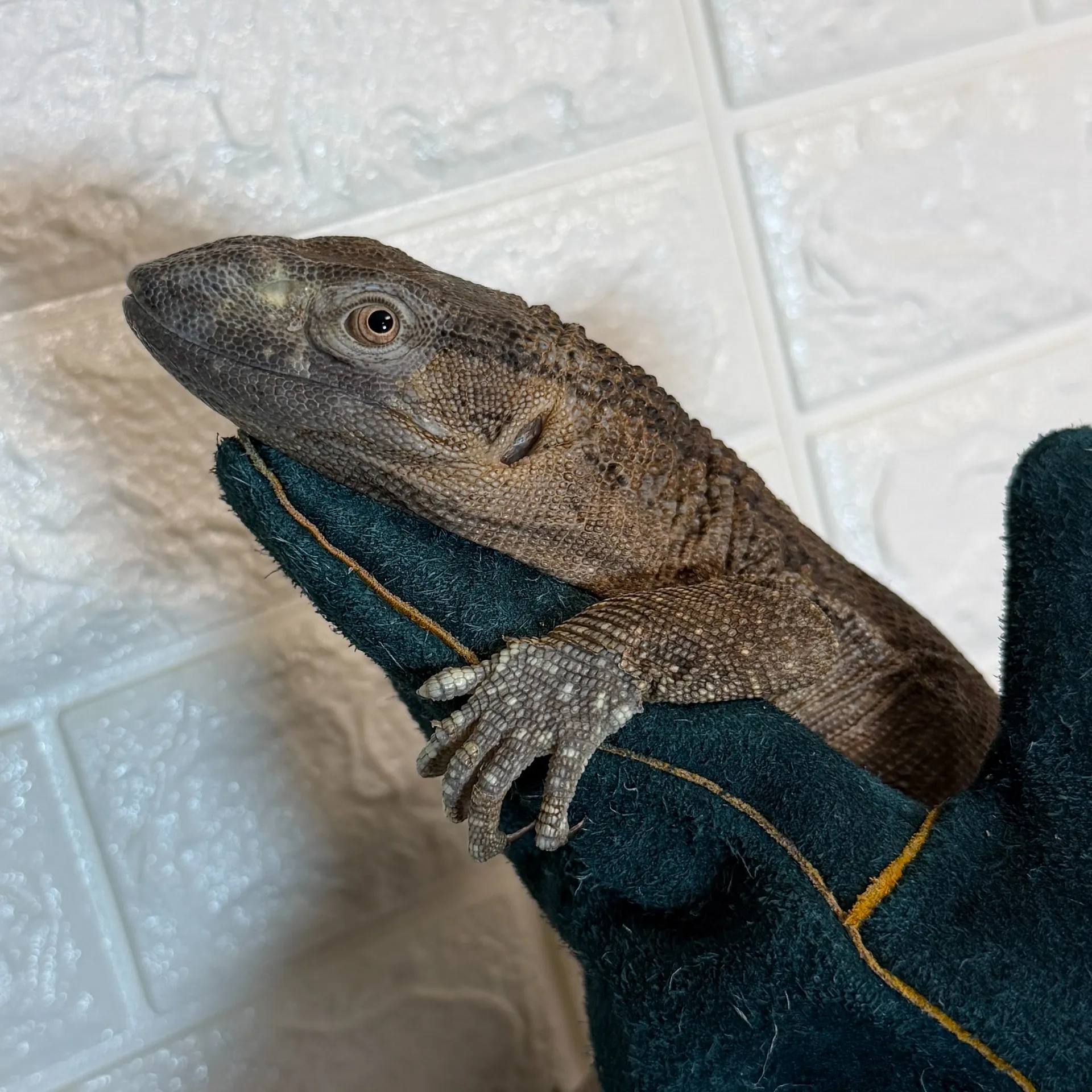 アフリカンロックモニター♂