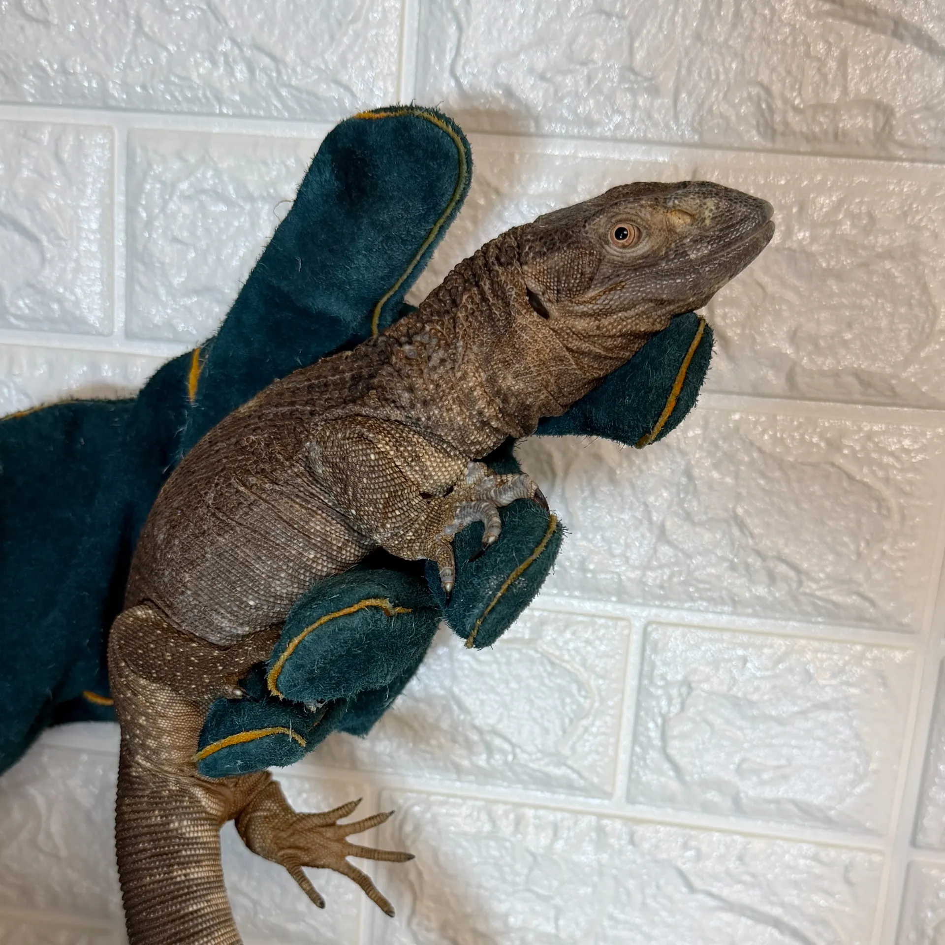 アフリカンロックモニター♂