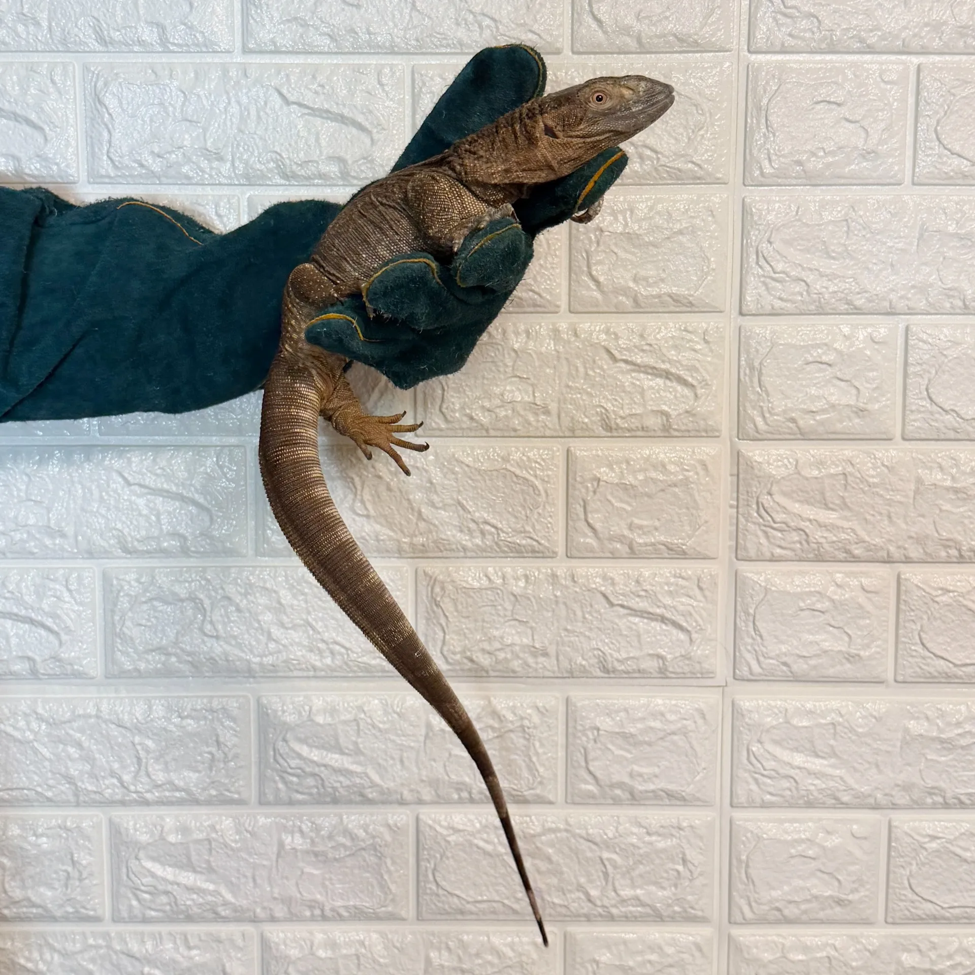 アフリカンロックモニター♂