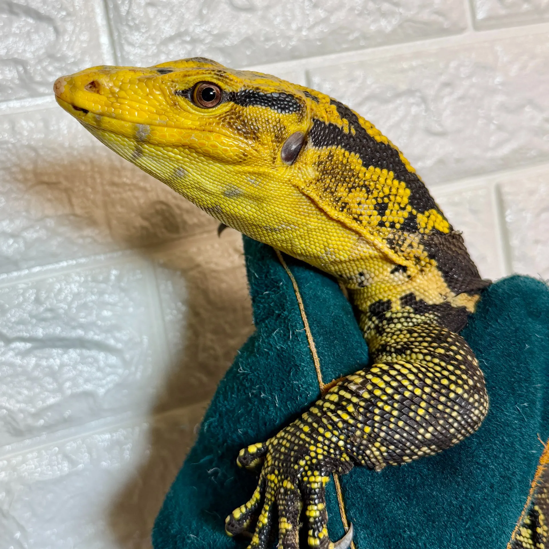 カミンギーモニター