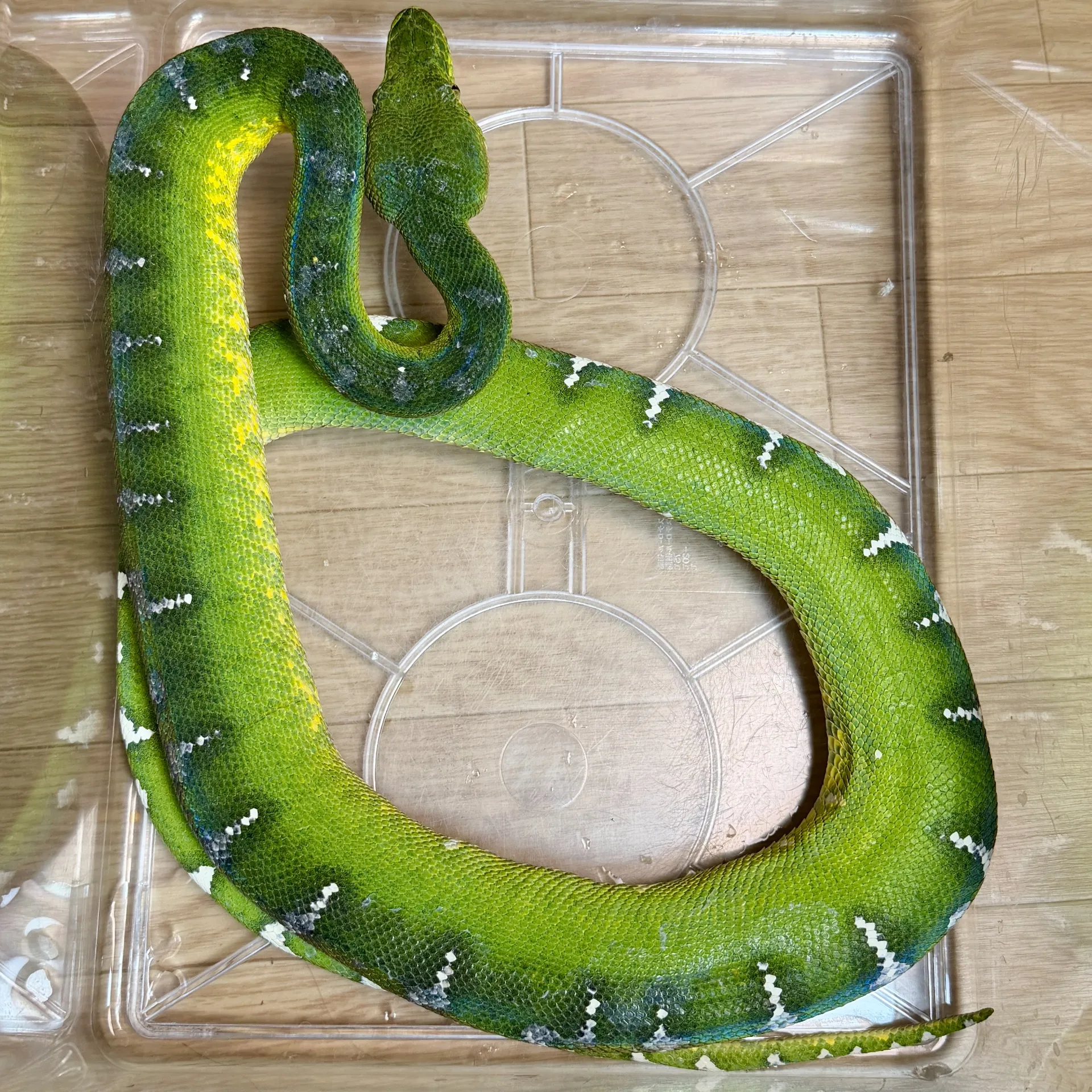 エメラルドツリーボア♂