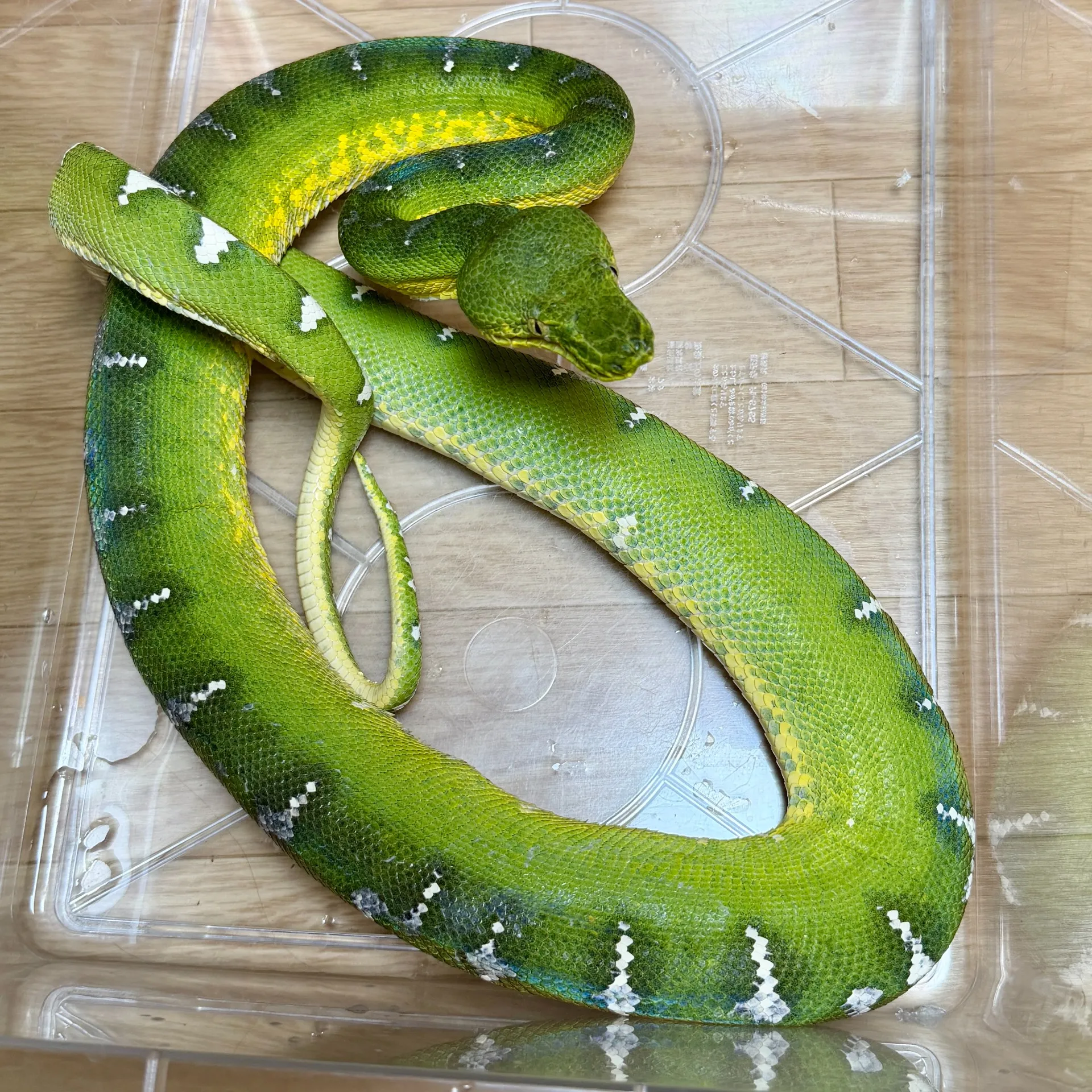 エメラルドツリーボア♂