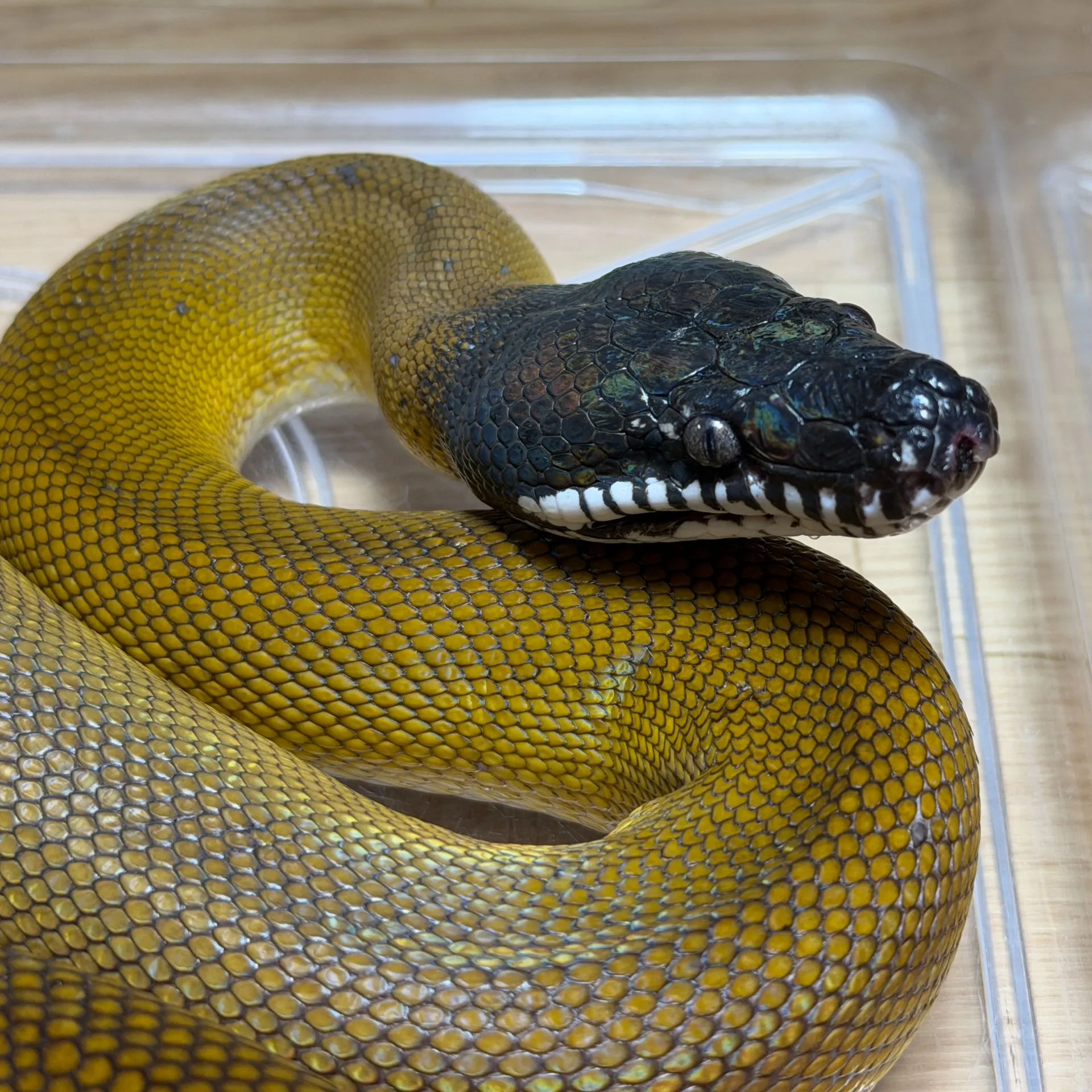 ゴールデンアルバーティスパイソン(ジャヤプラ産)