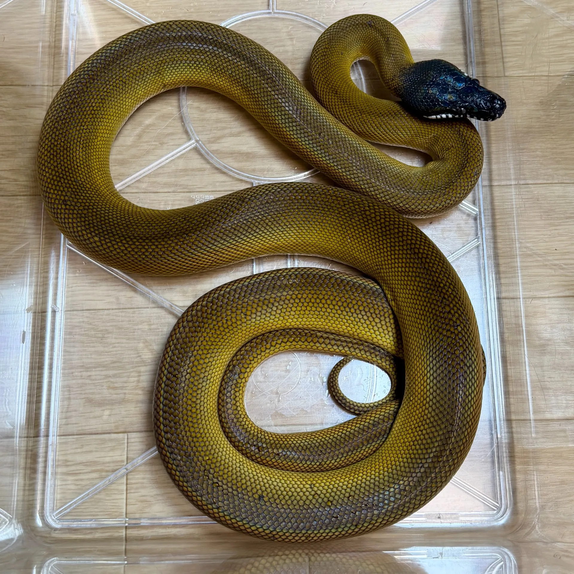 ゴールデンアルバーティスパイソン（ジャヤプラ産）